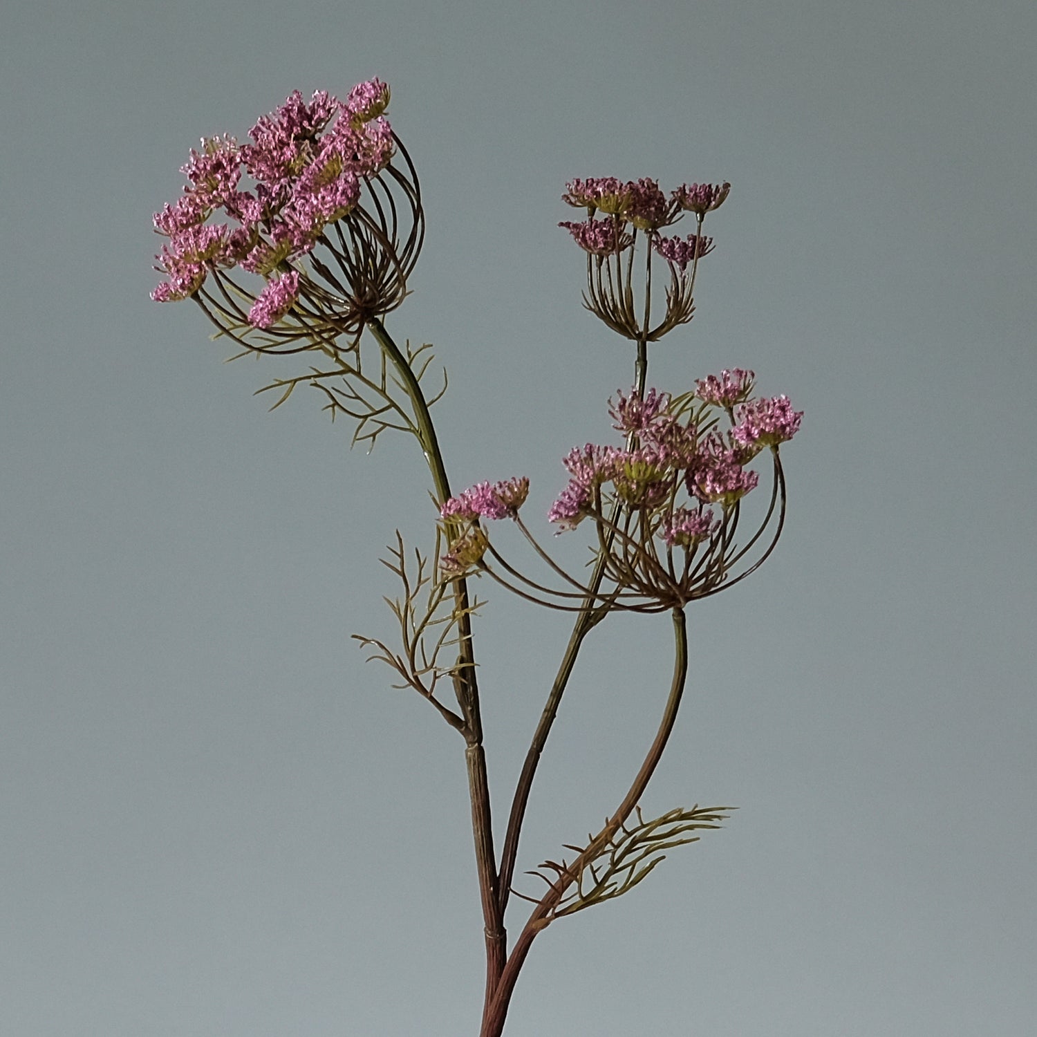 Vildmorot Lavendel - FLORISSMA