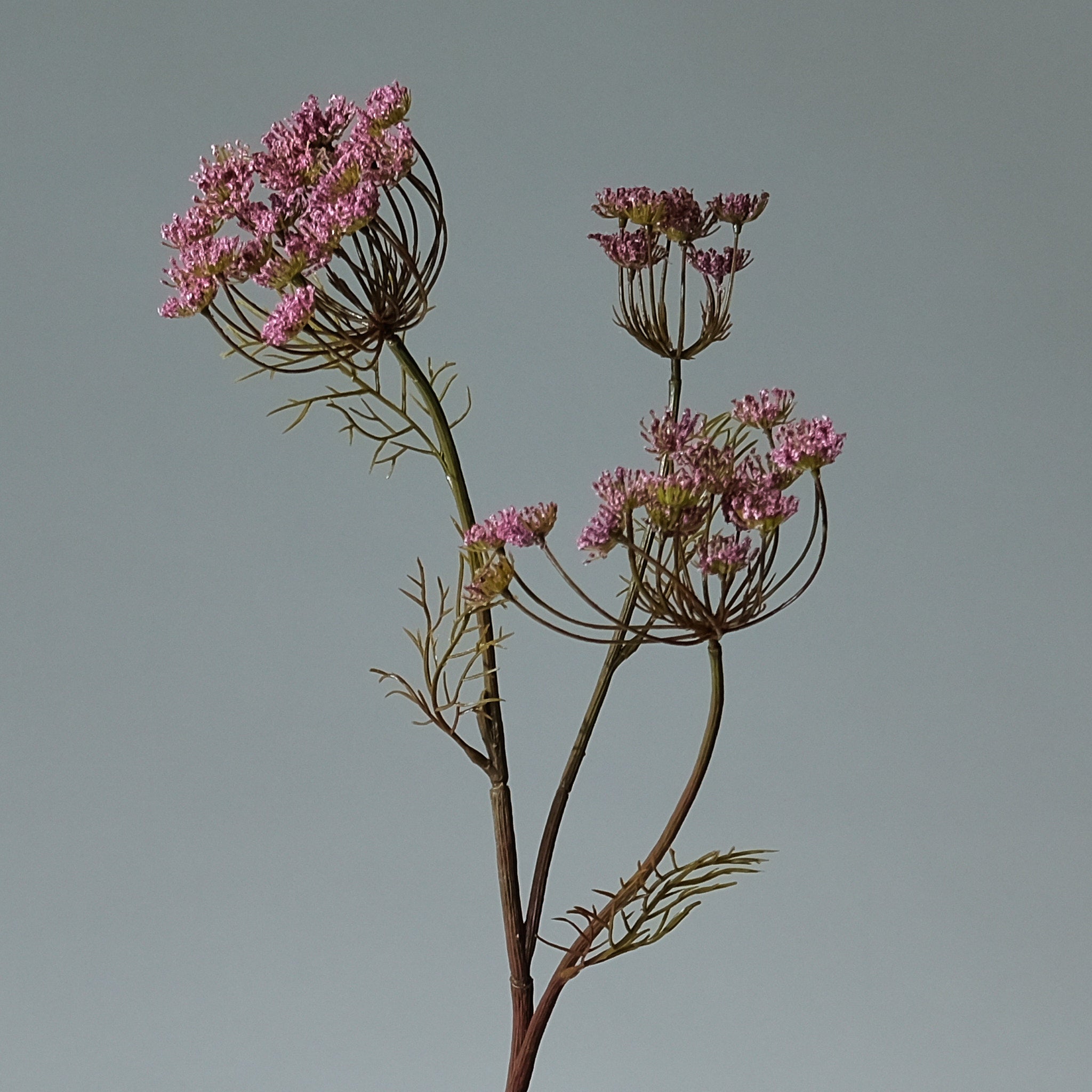 Vildmorot Lavendel - FLORISSMA