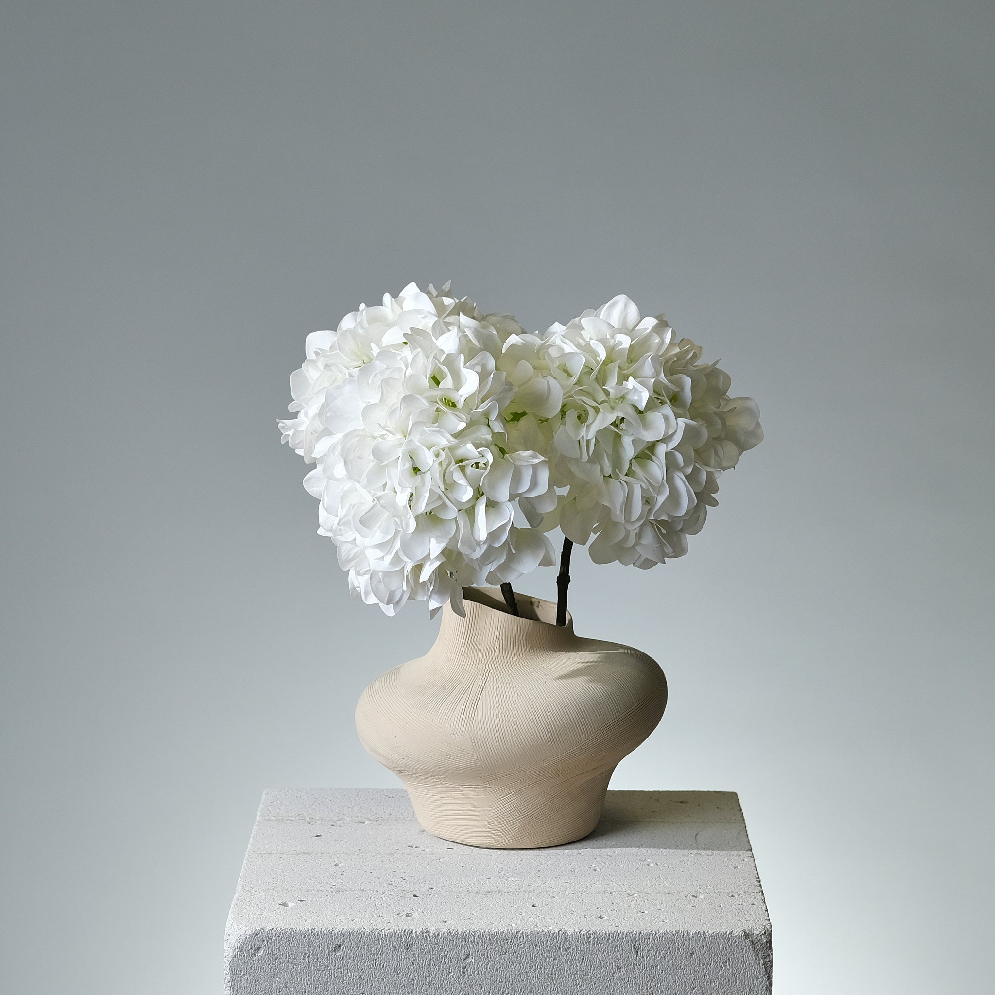 Hortensia Vit - FLORISSMA