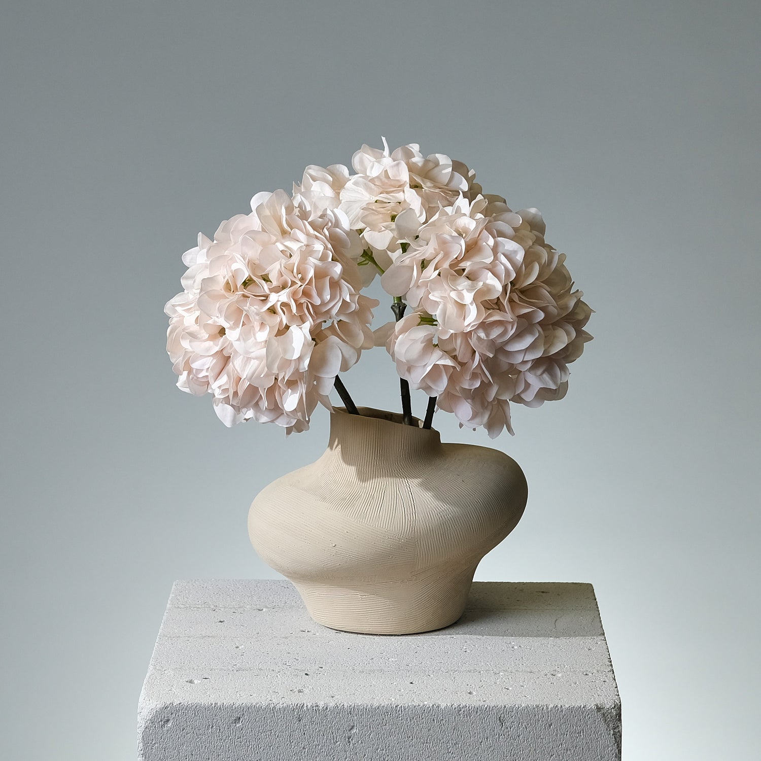 Hortensia Creme/Rosa - FLORISSMA