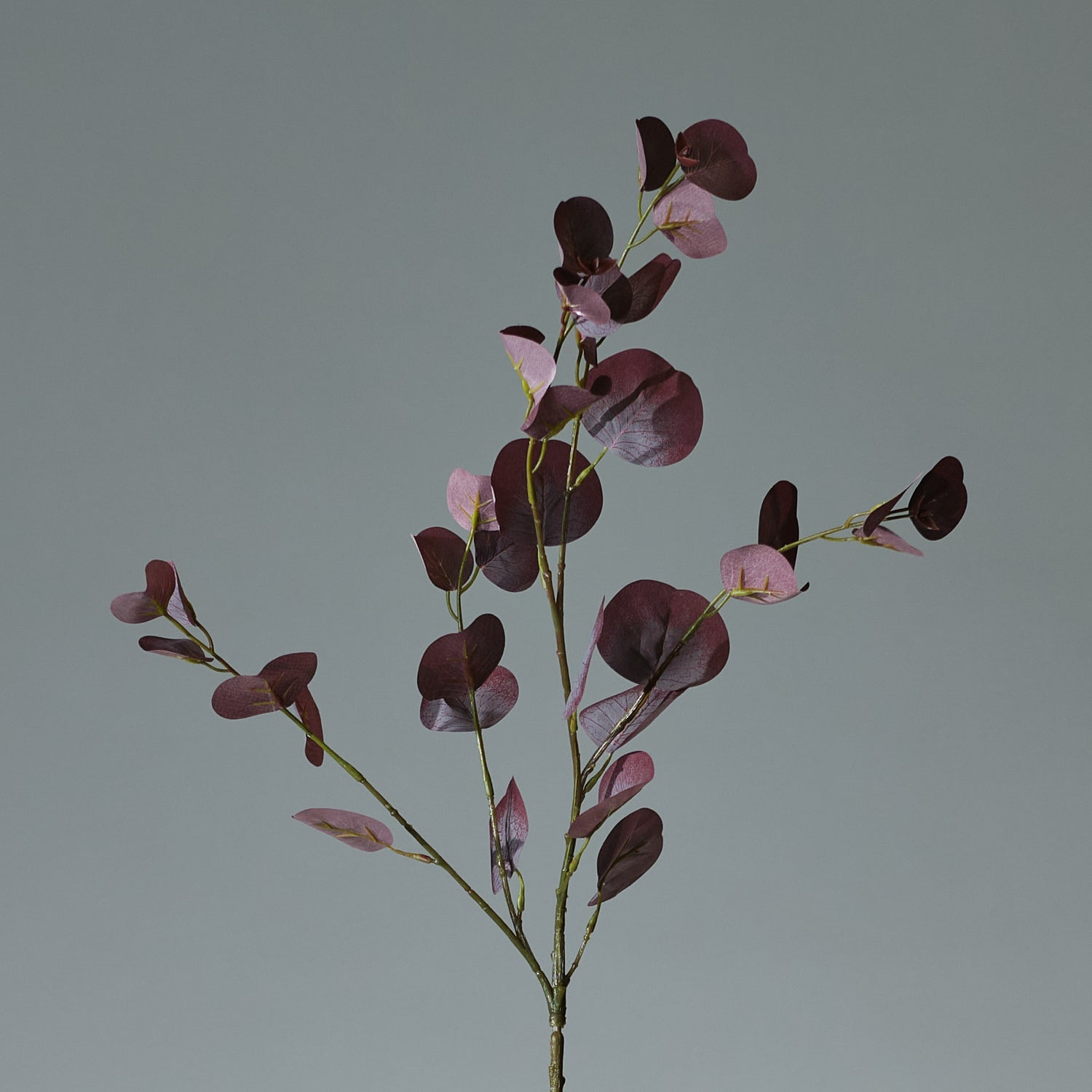 Eukalyptus Bourgogne/Grön - FLORISSMA