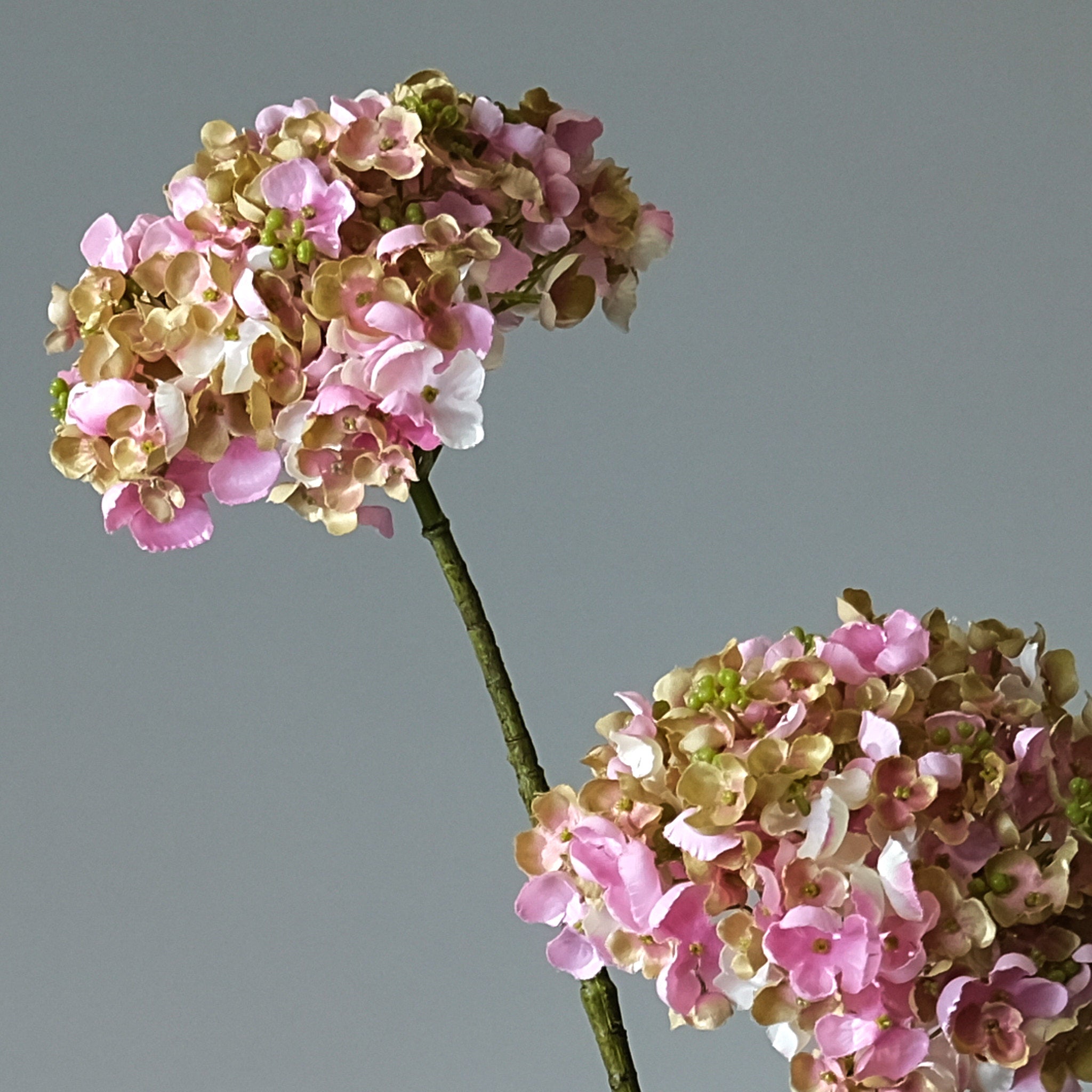 Hortensia Cremé/Rosa - FLORISSMA