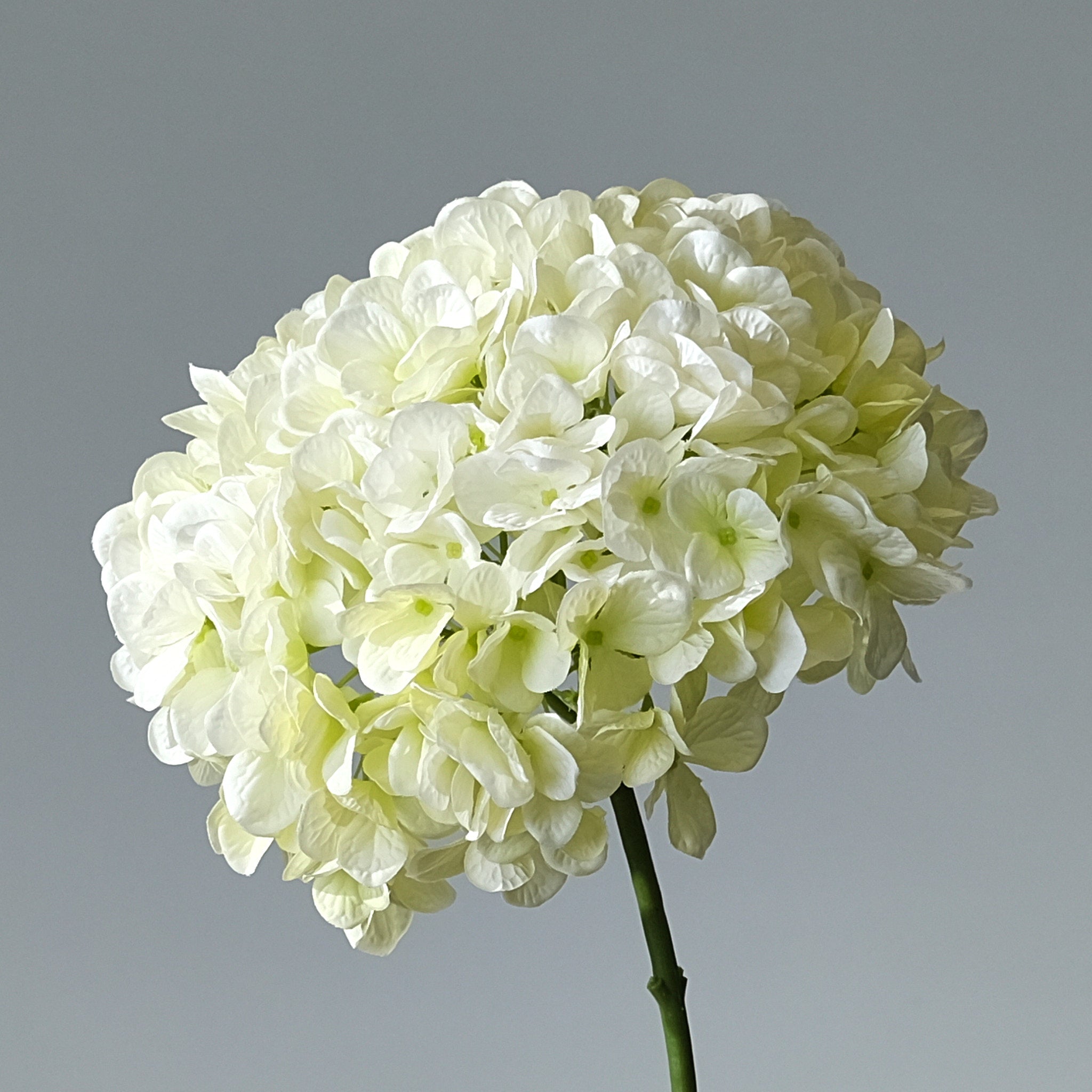 Hortensia Creme Stor - FLORISSMA