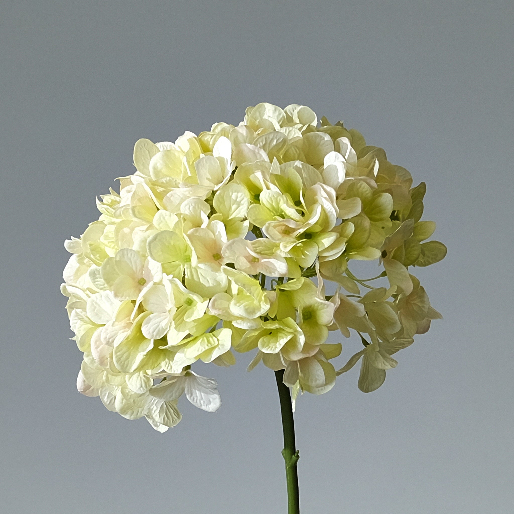 Hydrangea Cream/Green Large