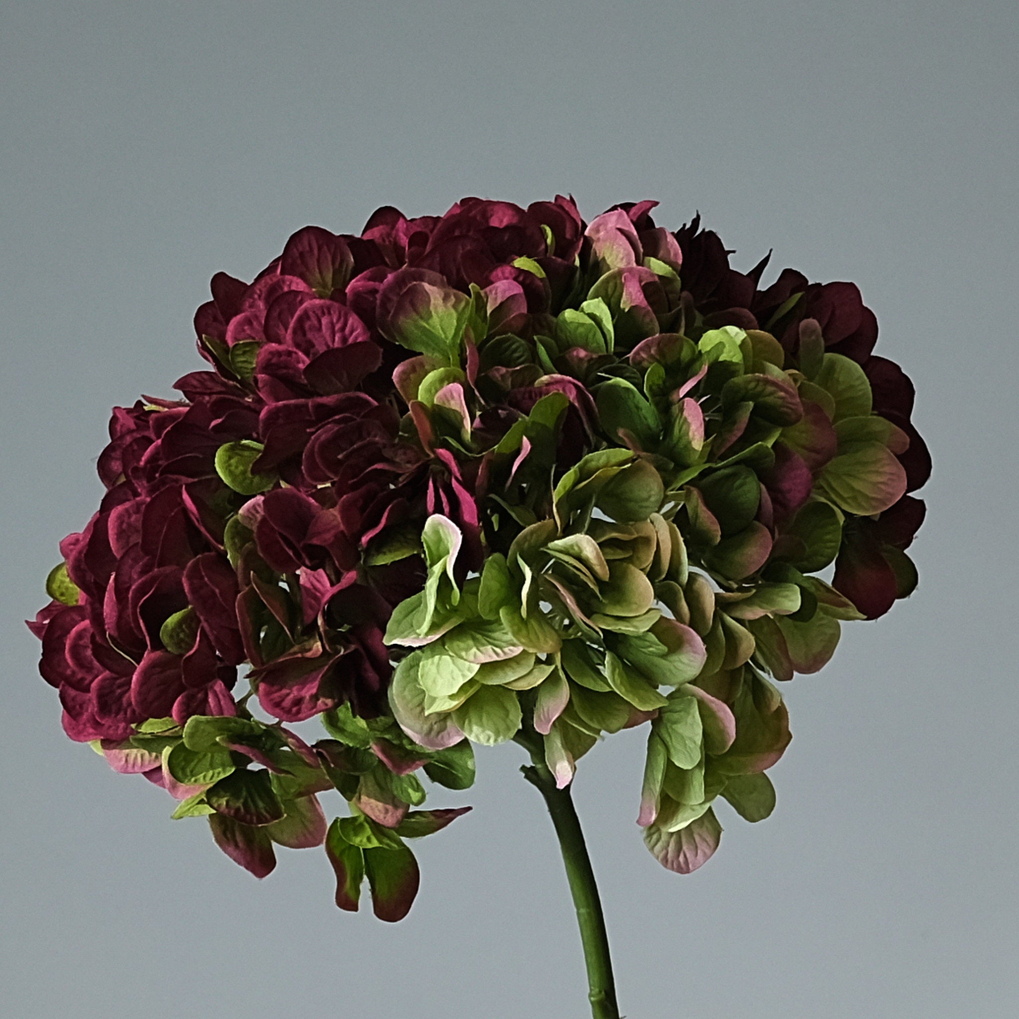 Hydrangea Purple/Green Large