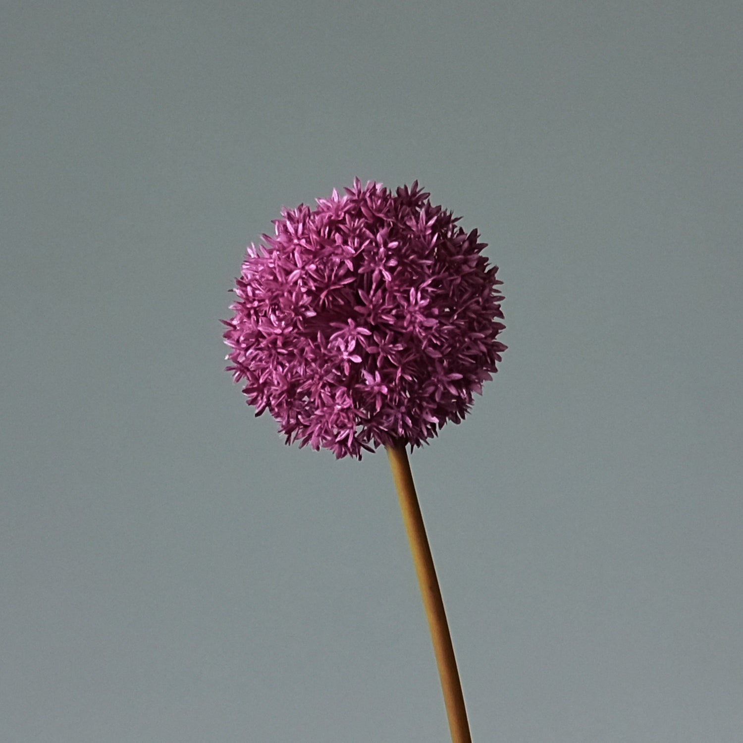 Allium Beauty - FLORISSMA