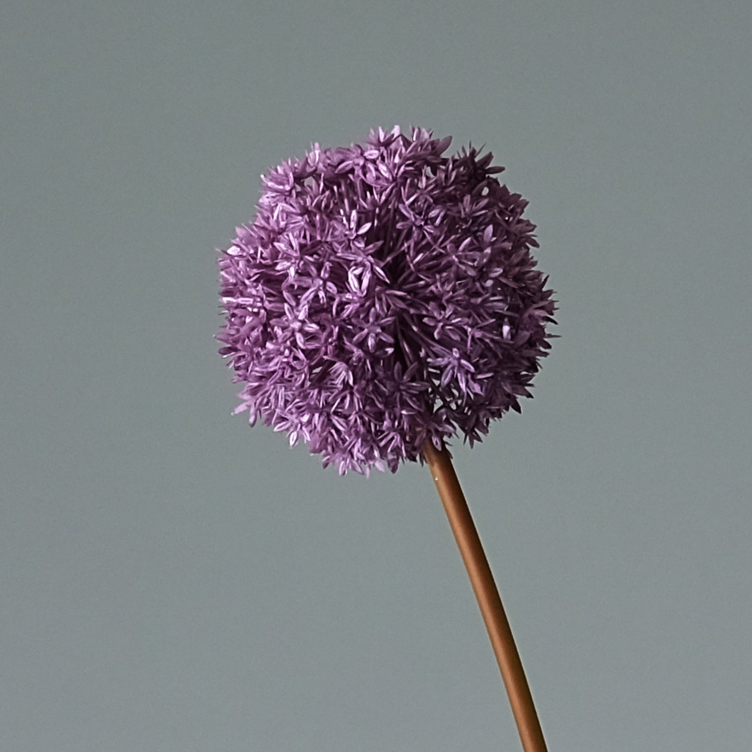 Allium Lila - FLORISSMA