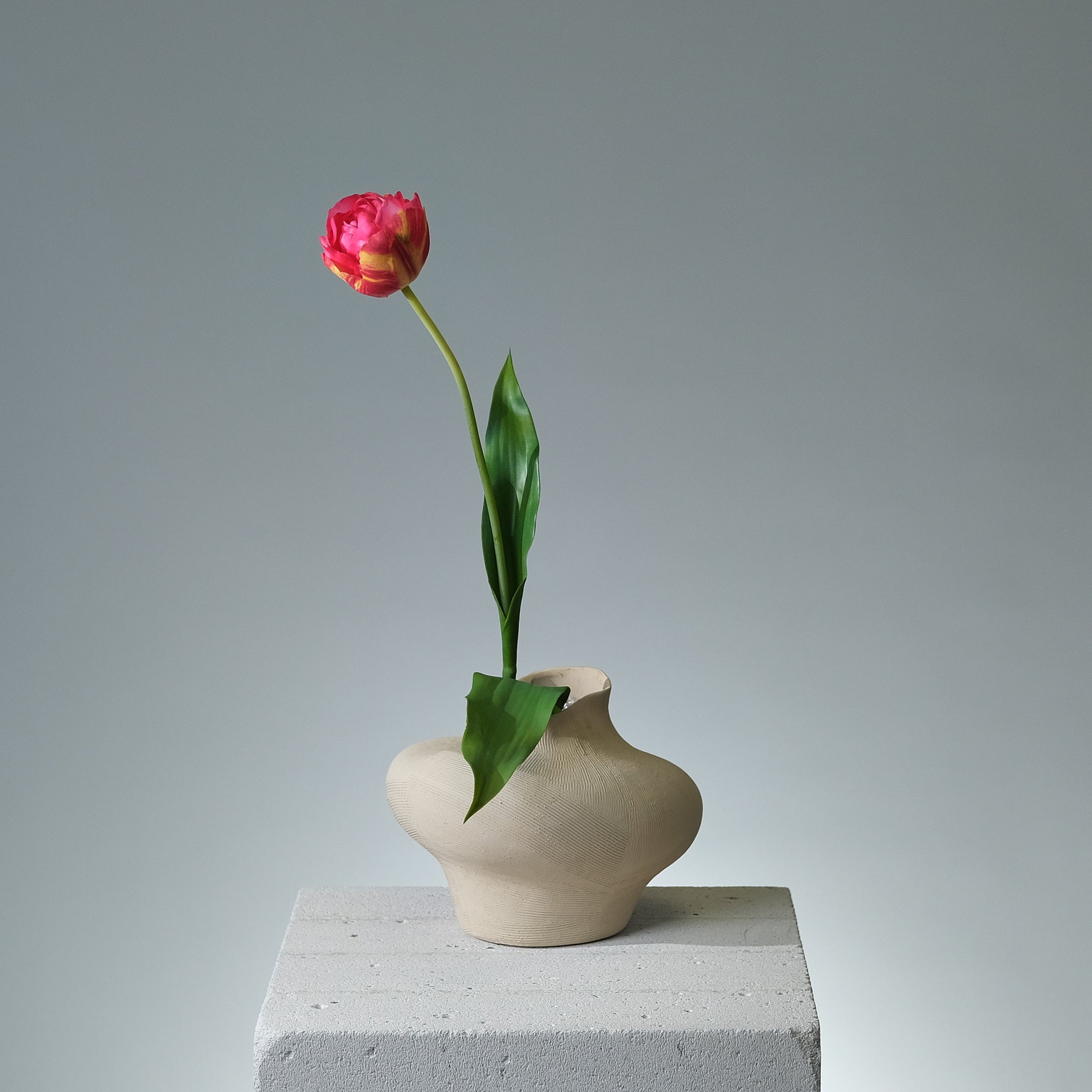 Tulpan Beauty - FLORISSMA