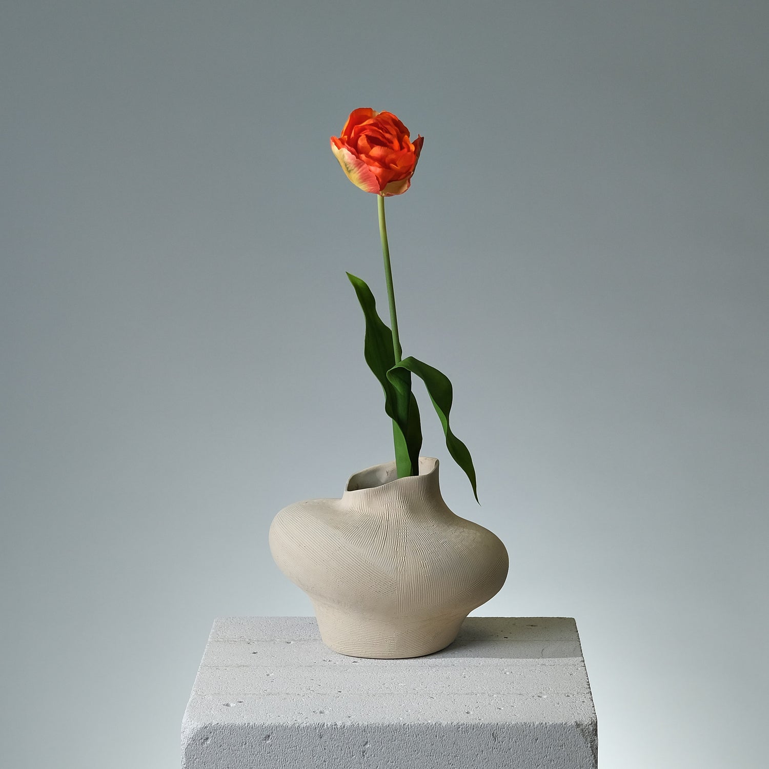 Tulpan Orange - FLORISSMA