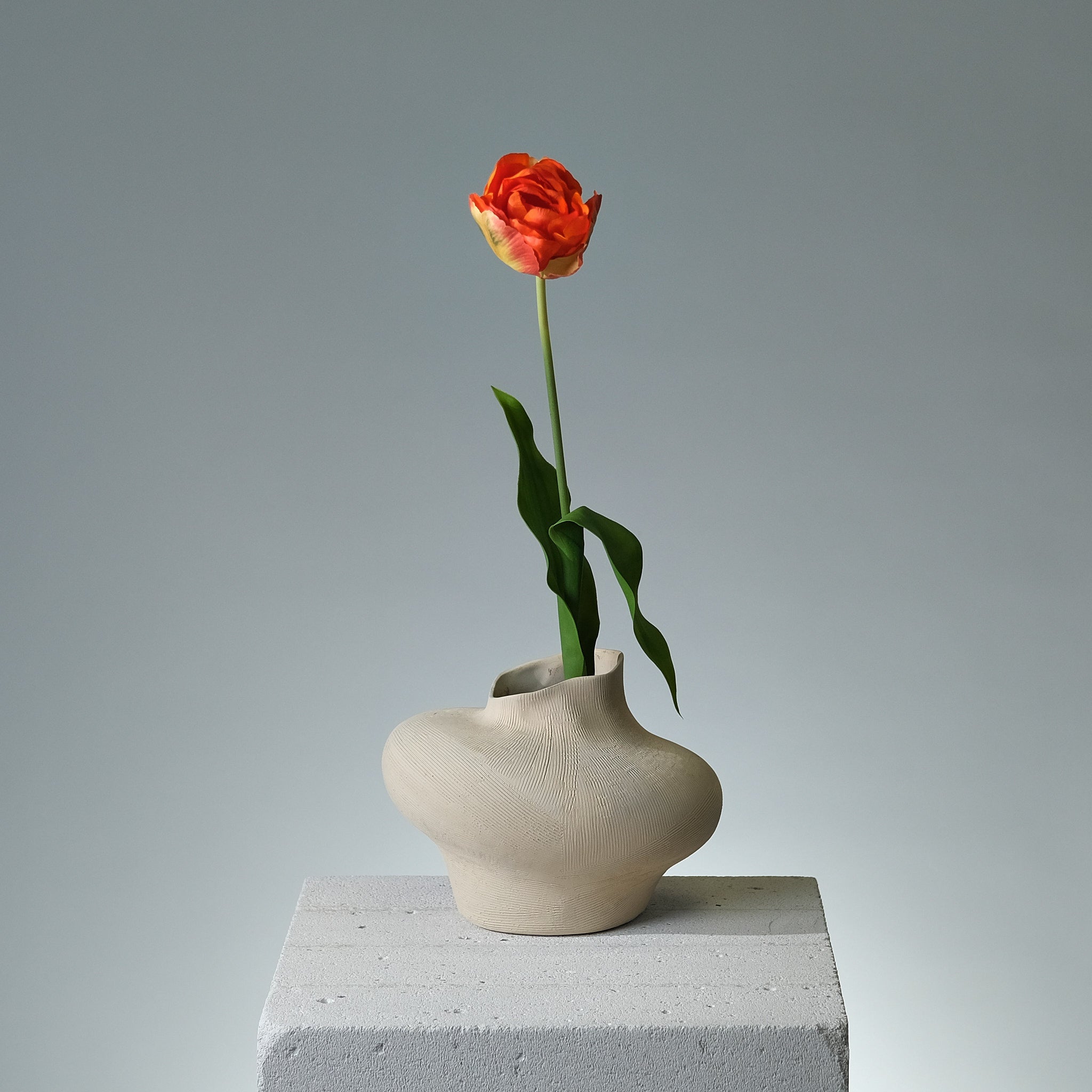 Tulpan Orange - FLORISSMA