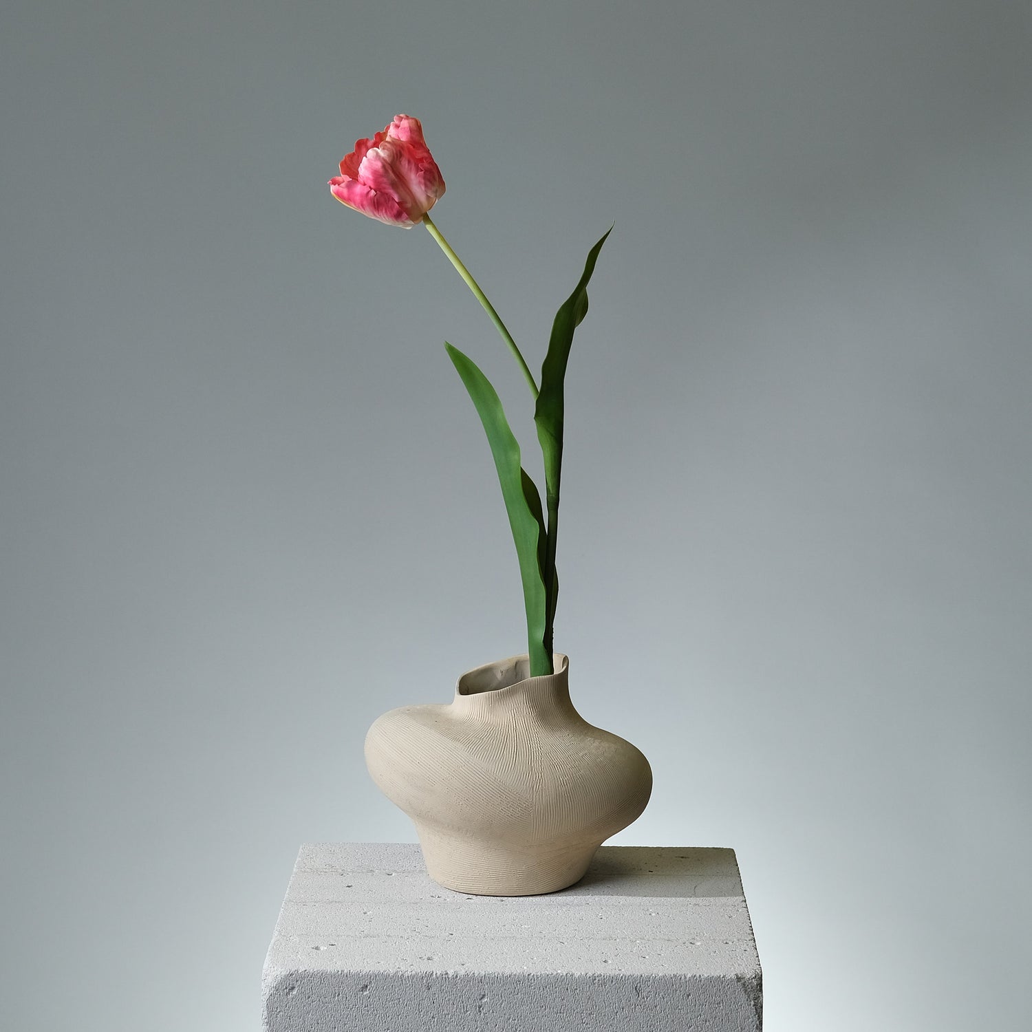Tulpan Beauty - FLORISSMA