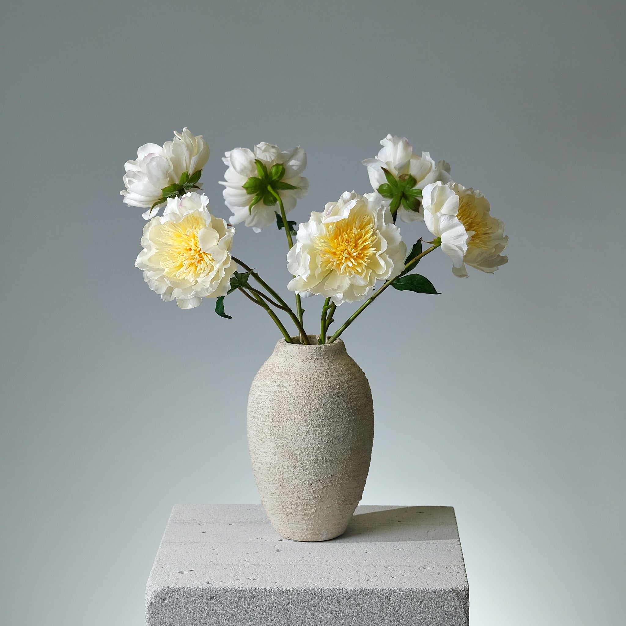 Pion Creme - FLORISSMA