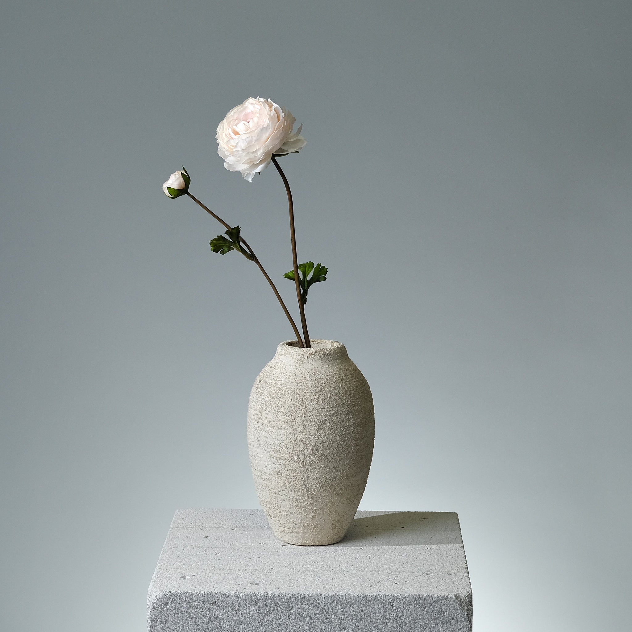 Ranunkel Cremé - FLORISSMA