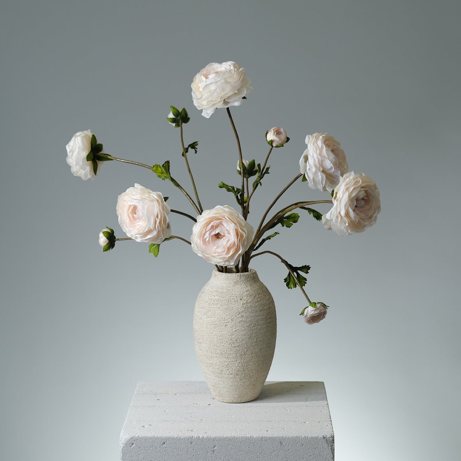 Ranunkel Cremé - FLORISSMA