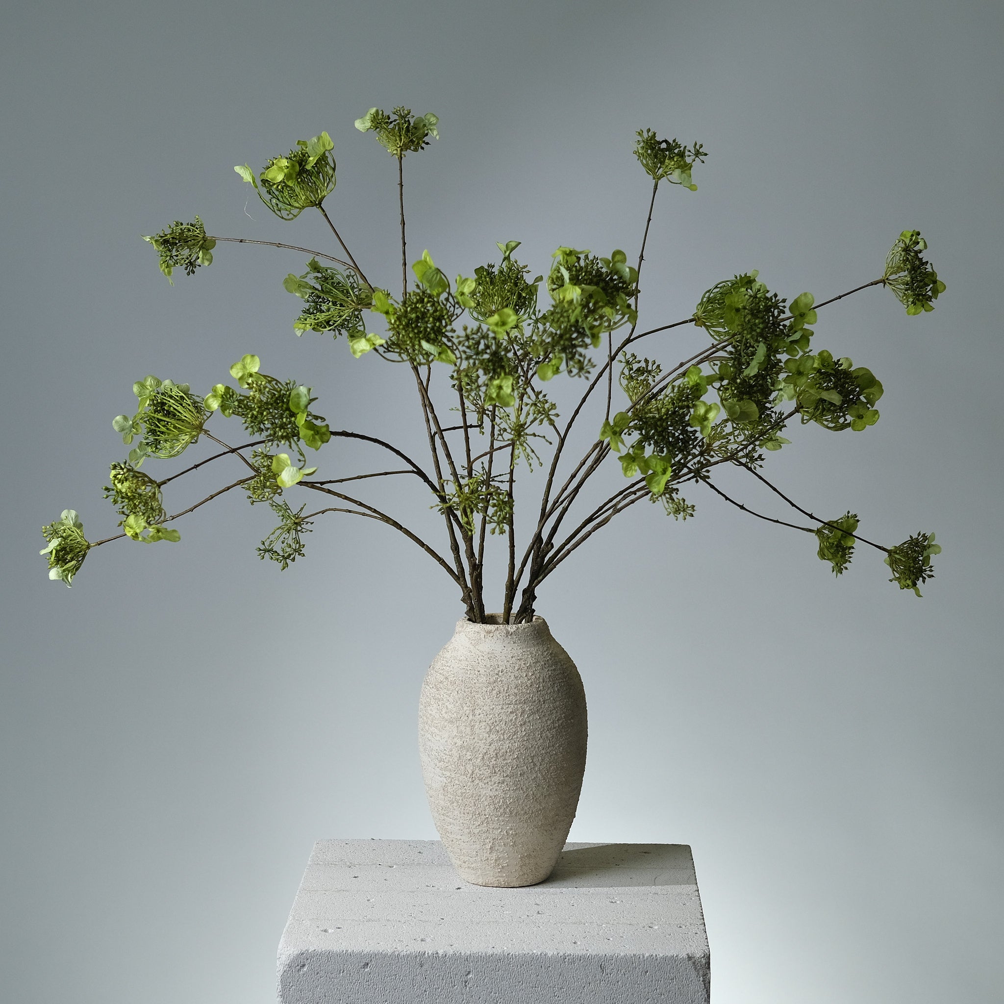 Hydrangea Green Buds