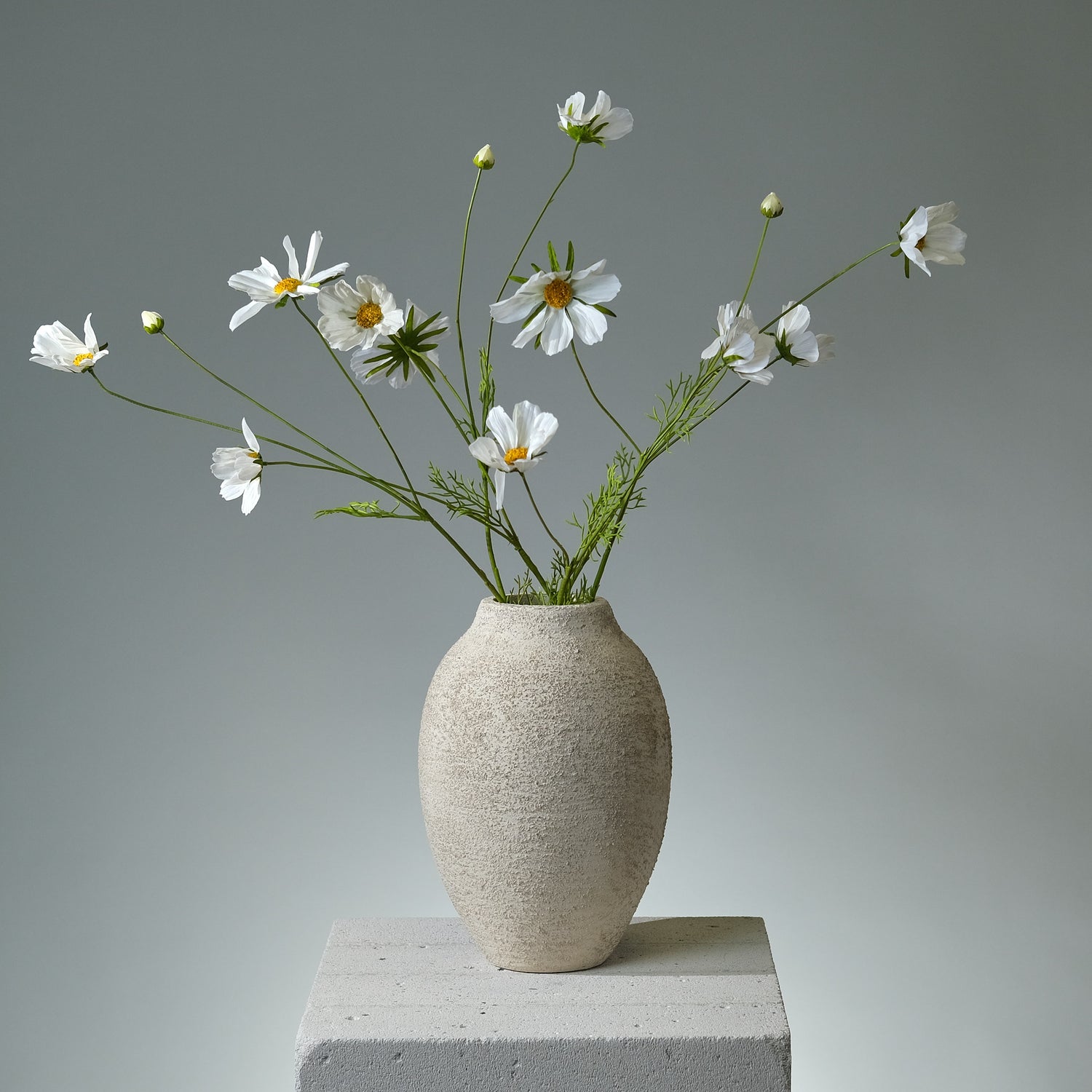 Kosmos Cremé - FLORISSMA