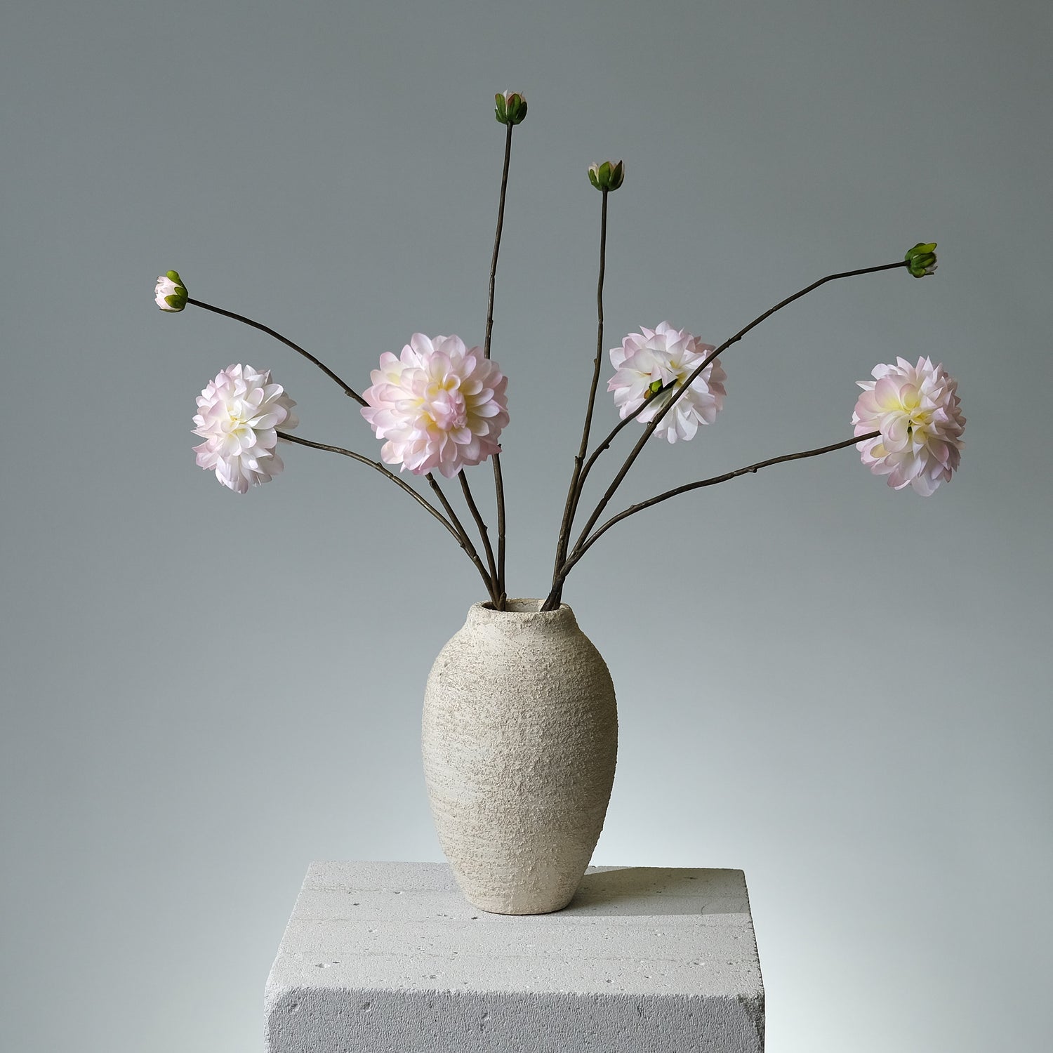Dahlia Cremé/Rosa - FLORISSMA
