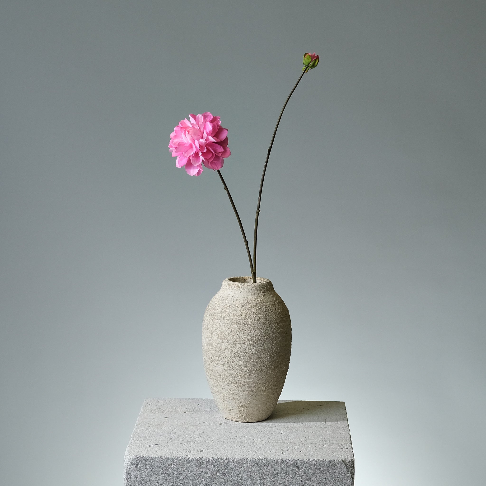 Dahlia Mörkrosa - FLORISSMA