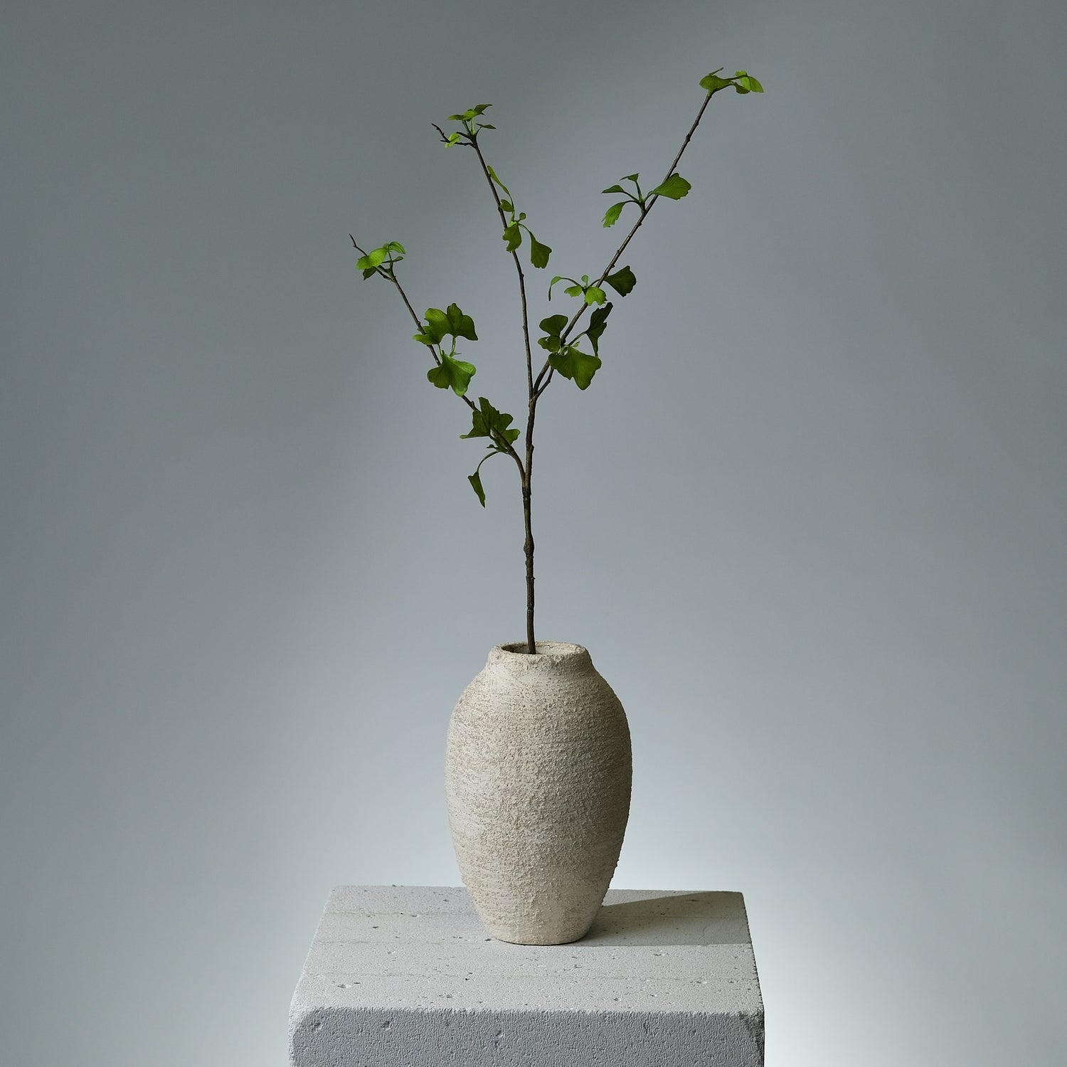 Ginkgo Grön Växt - FLORISSMA