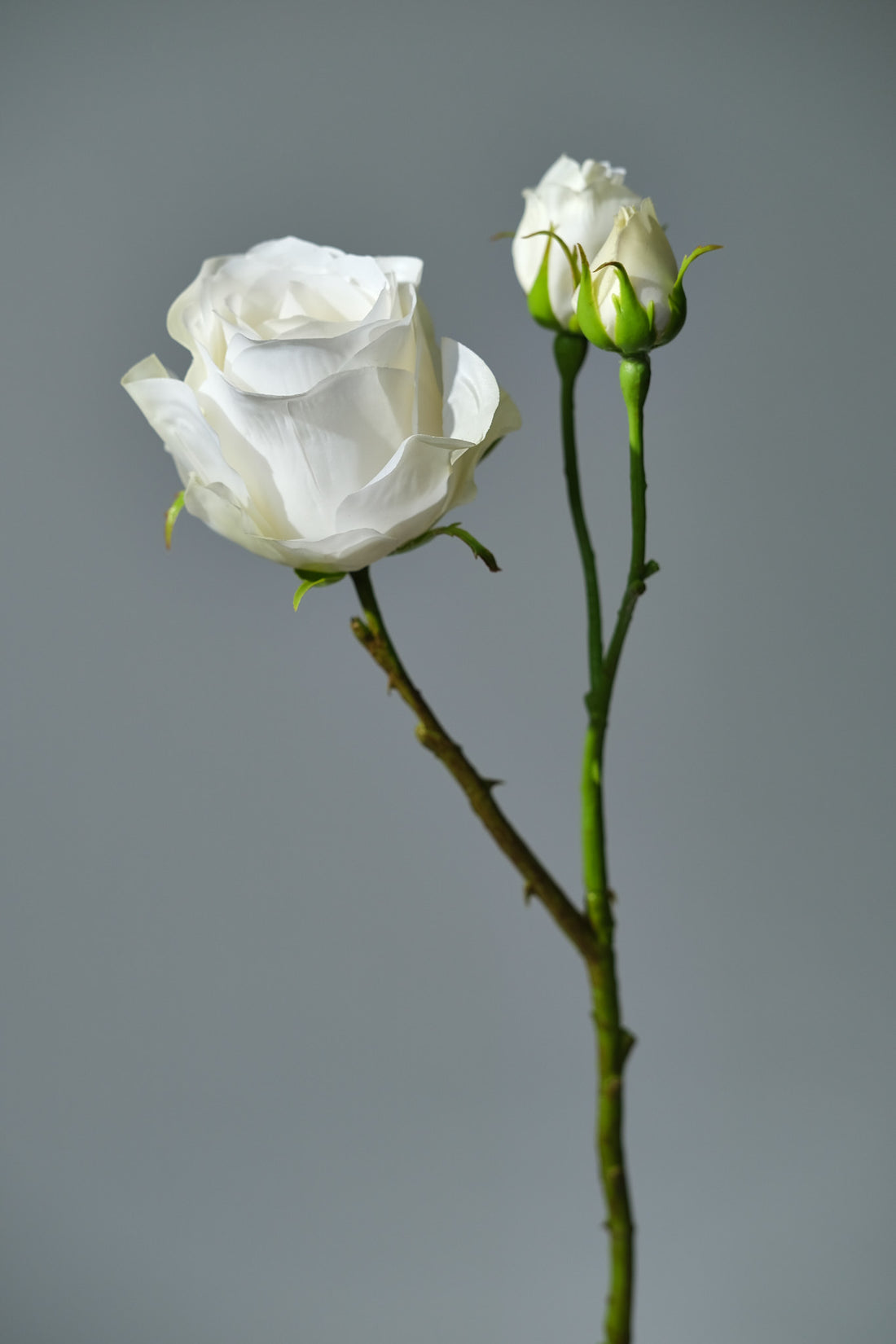 Konstgjord Ros i färgen cremé med Knoppar. Bilden är från sidan - FLORISSMA