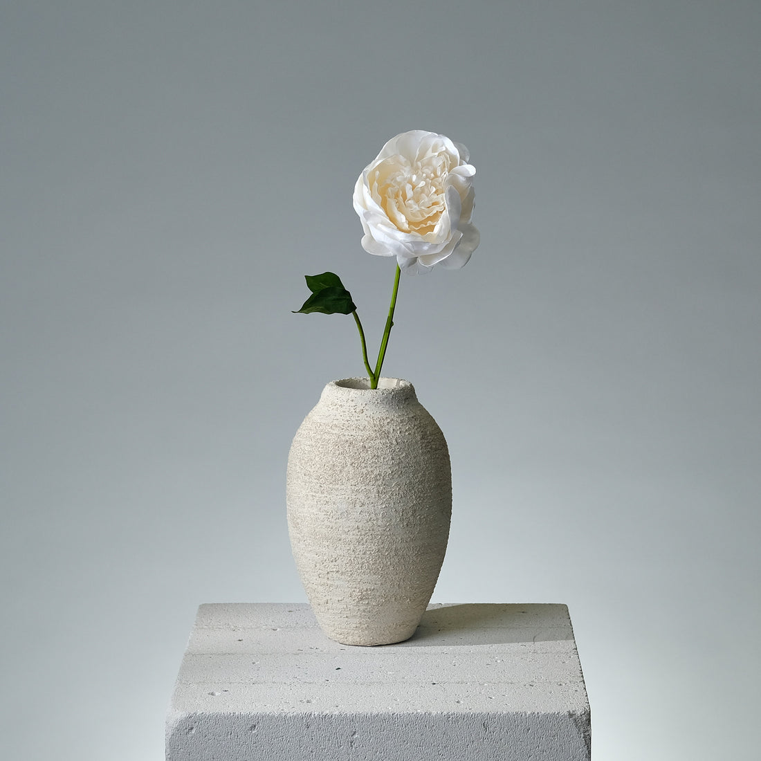 Pion Creamé - FLORISSMA