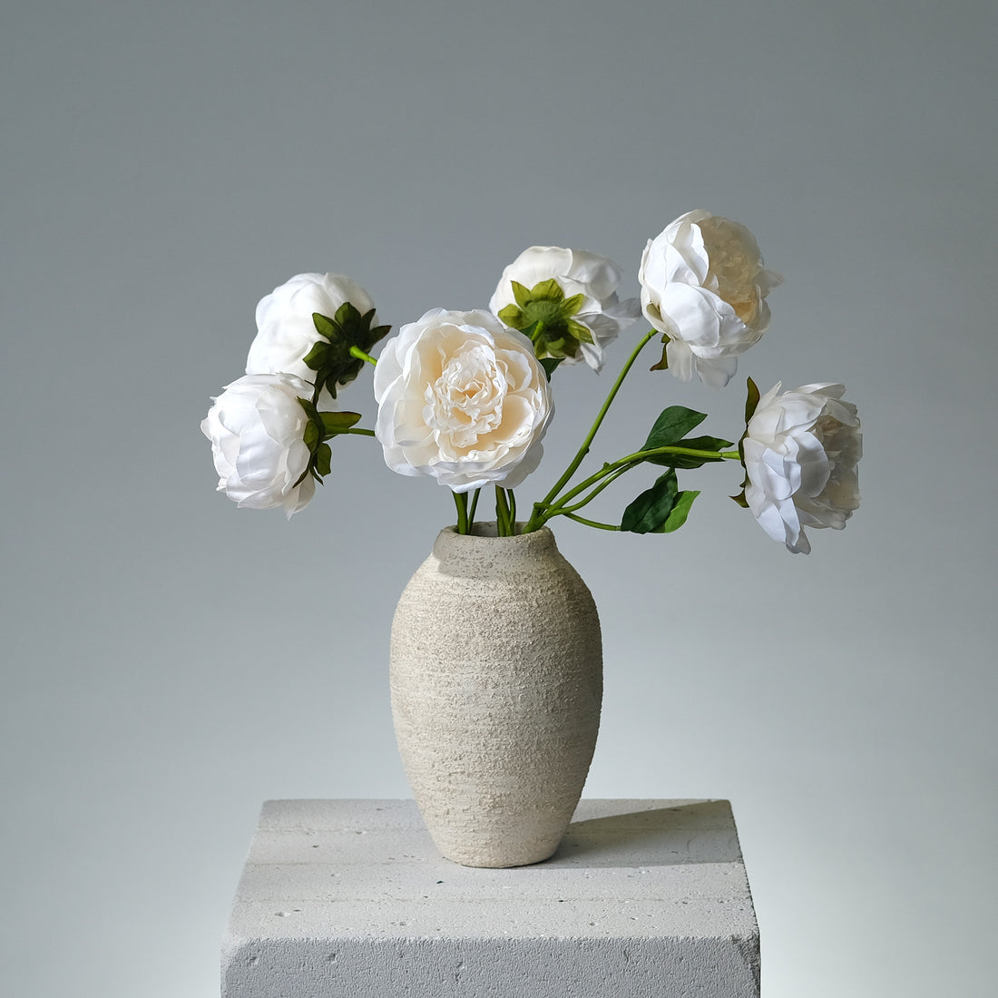 Pion Creamé - FLORISSMA