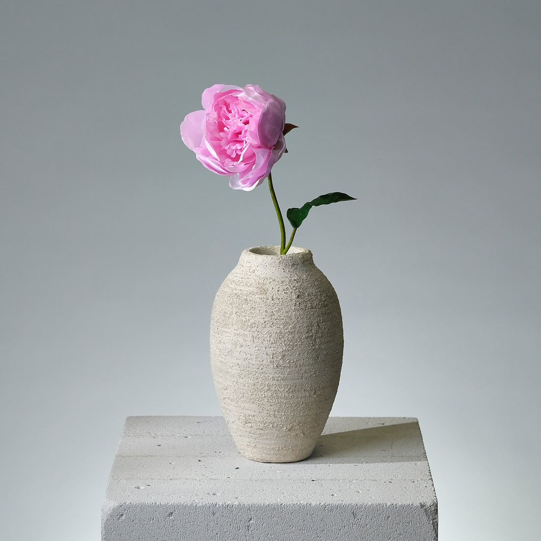 Pion Rosa - FLORISSMA