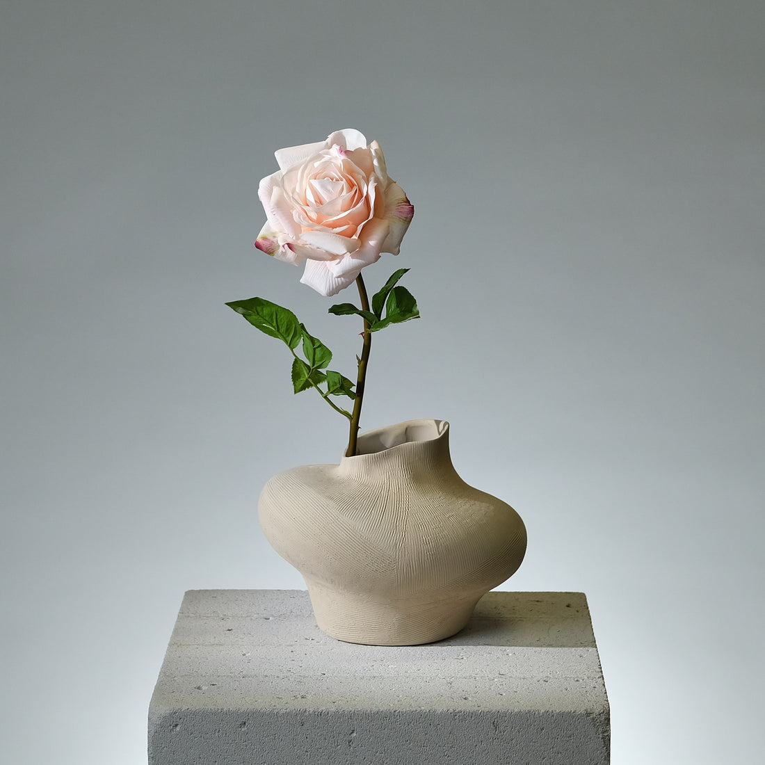 Ros Ljusrosa - FLORISSMA