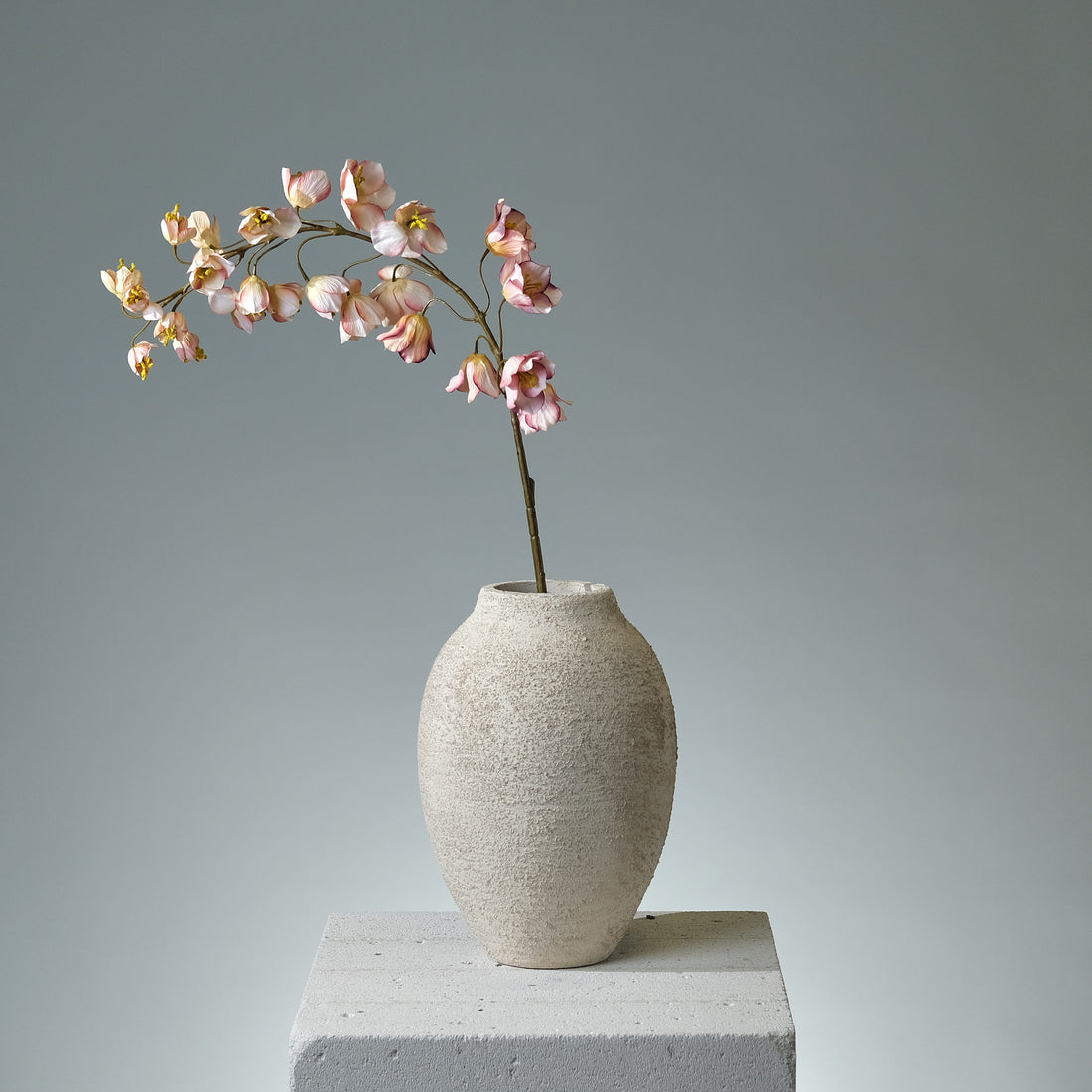 Kungsängslilja Creme/Rosa - FLORISSMA