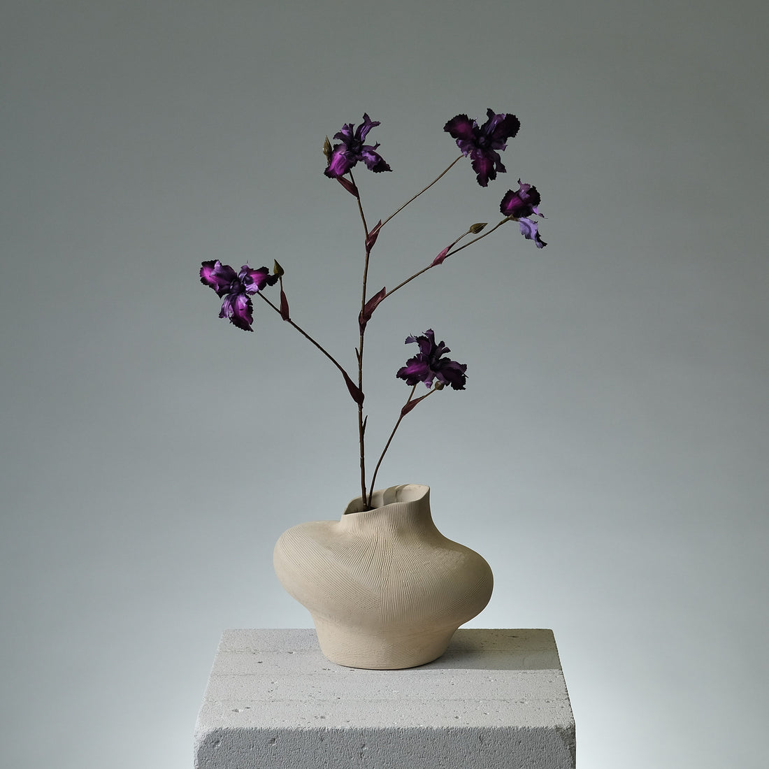 Iris Lavendel - FLORISSMA