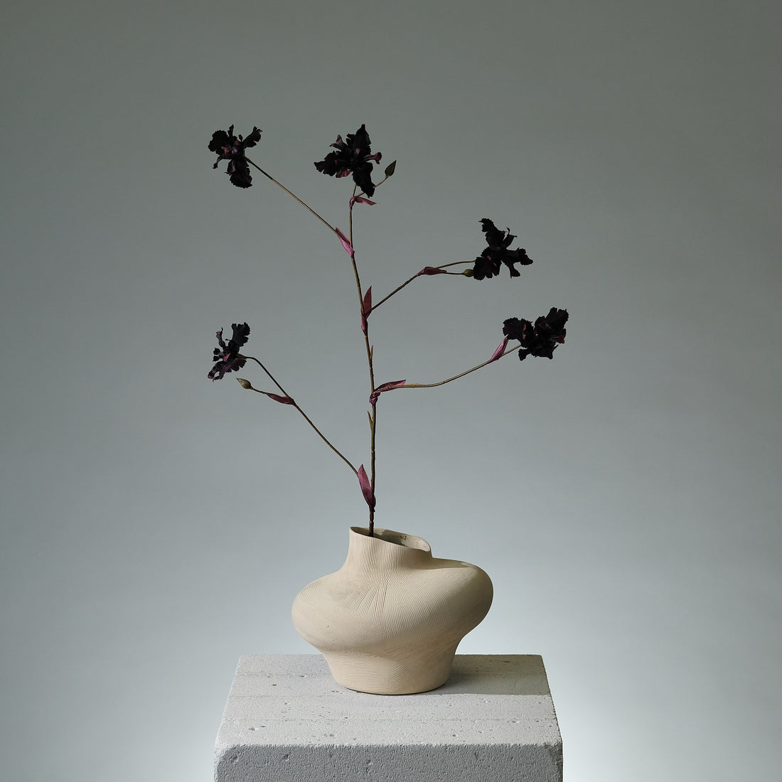 Iris Mörkburgundy - FLORISSMA