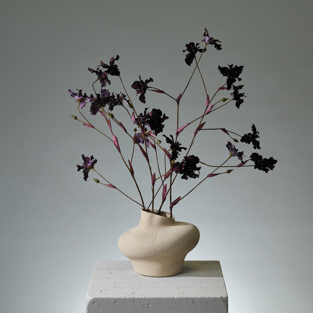 Iris Mörkburgundy - FLORISSMA