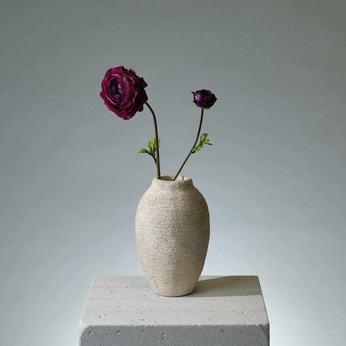 Ranunkel Mörklila - FLORISSMA
