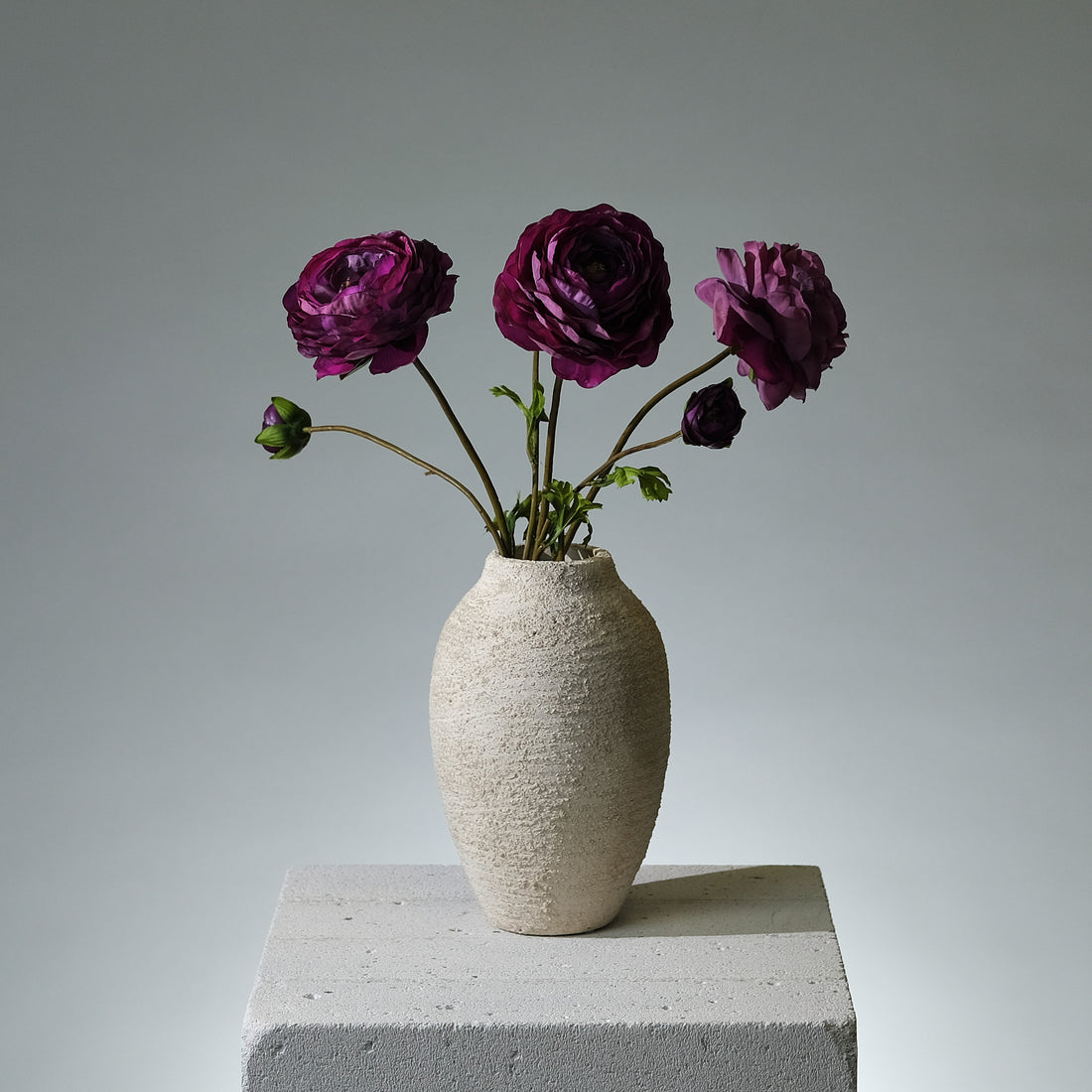 Ranunkel Mörklila - FLORISSMA