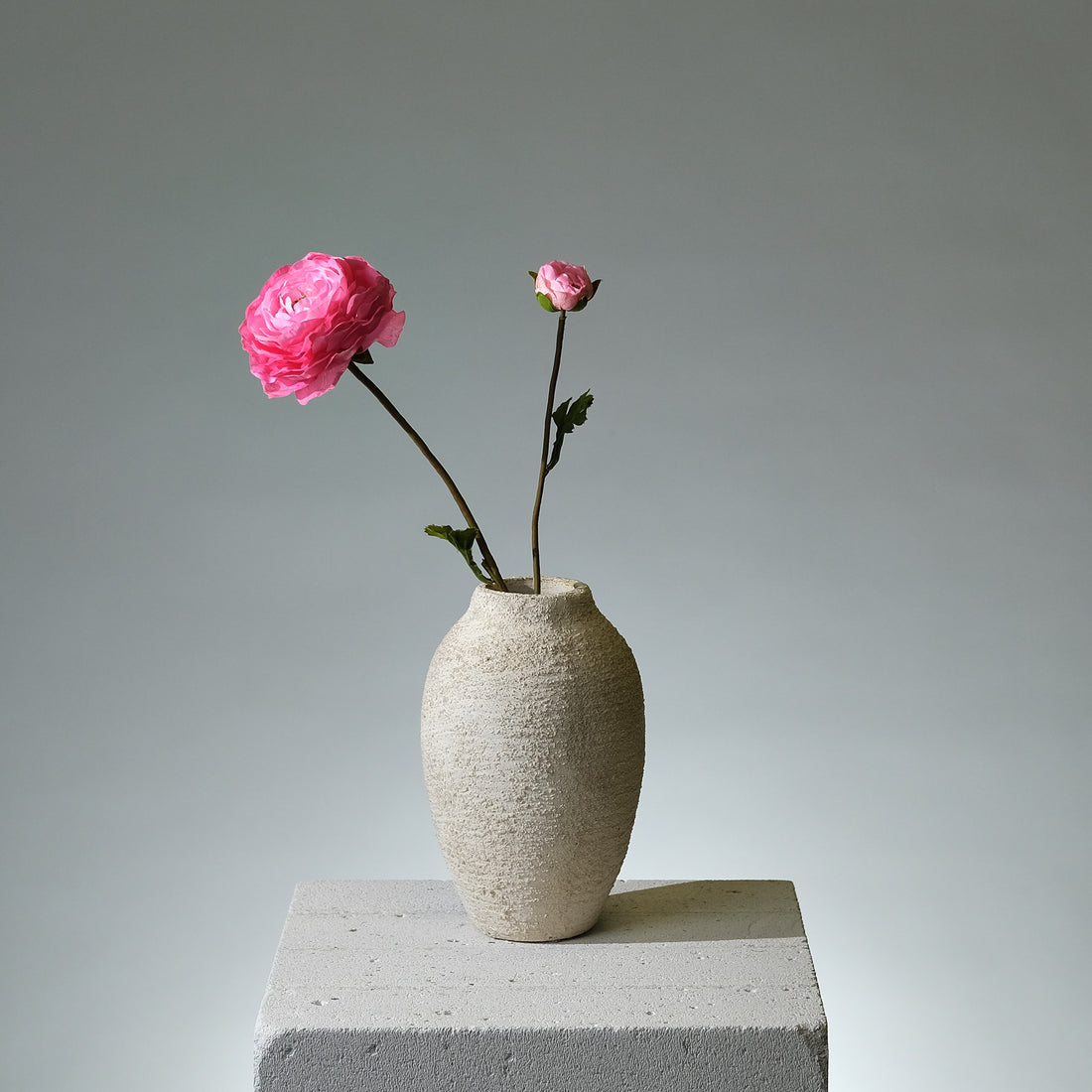 Ranunkel Mörkrosa - FLORISSMA