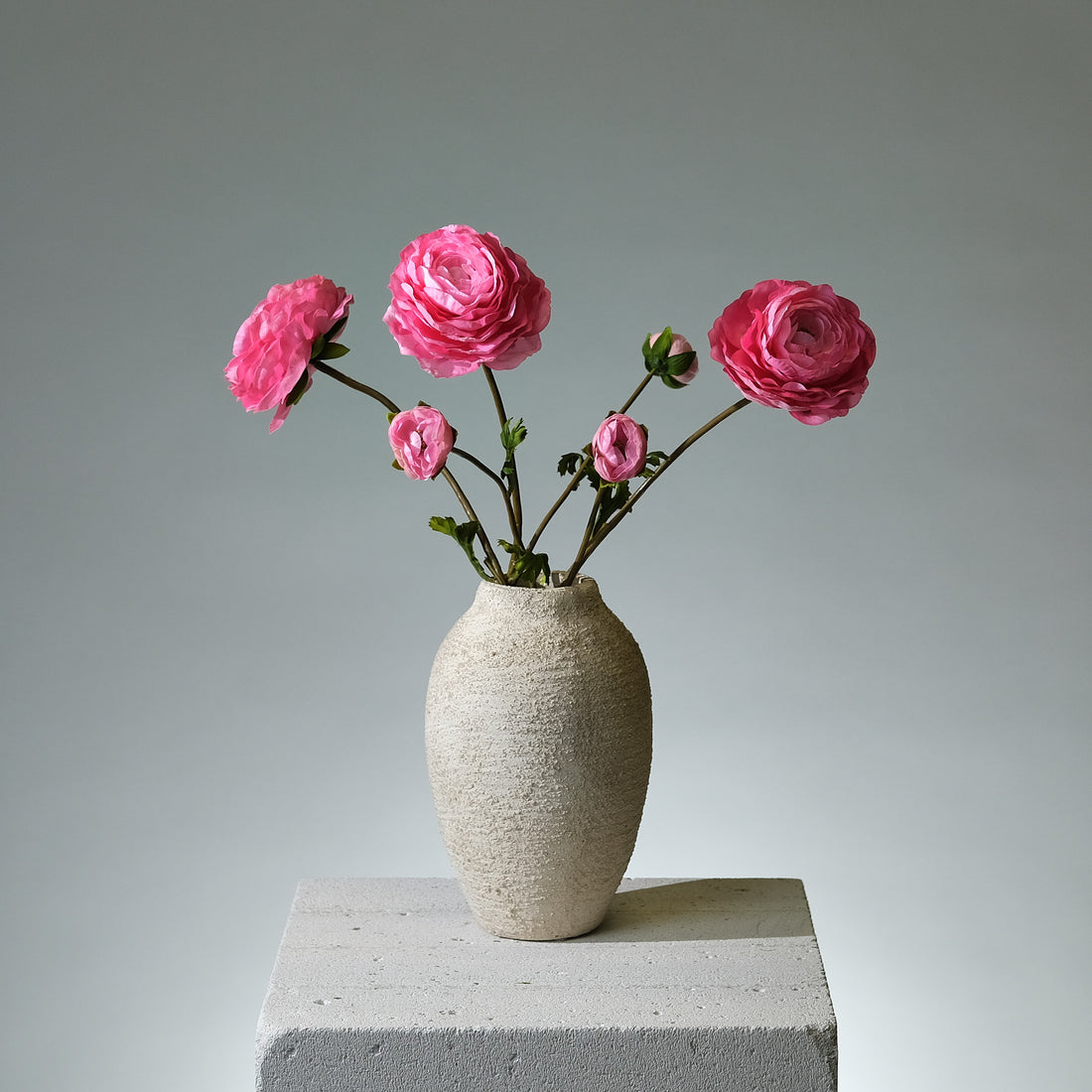 Ranunkel Mörkrosa - FLORISSMA