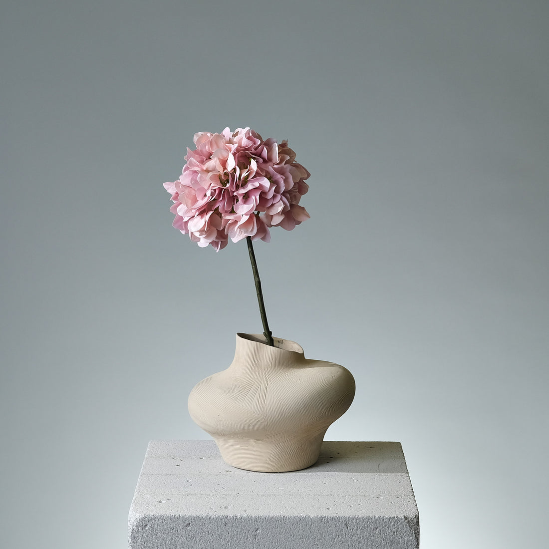Hortensia Ljusrosa - FLORISSMA