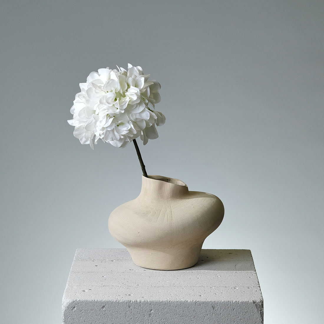 Hortensia Vit - FLORISSMA