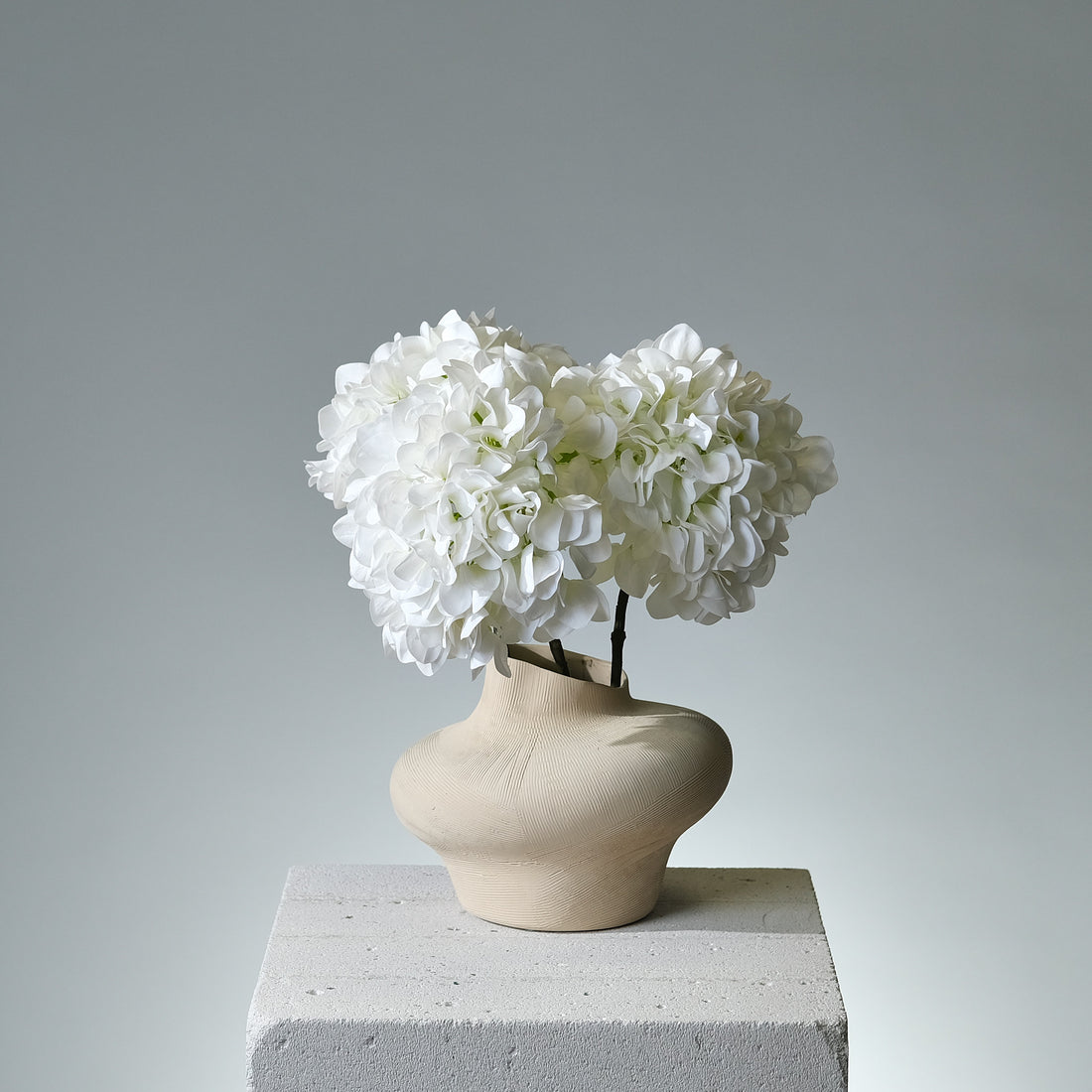 Hortensia Vit - FLORISSMA