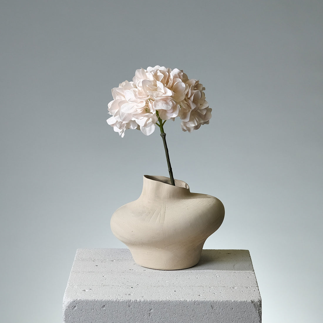Hortensia Creme/Rosa - FLORISSMA
