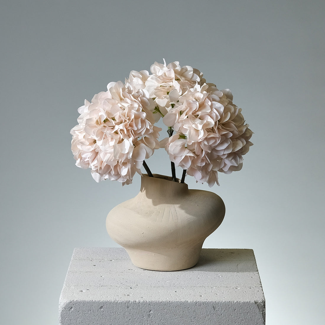 Hortensia Creme/Rosa - FLORISSMA