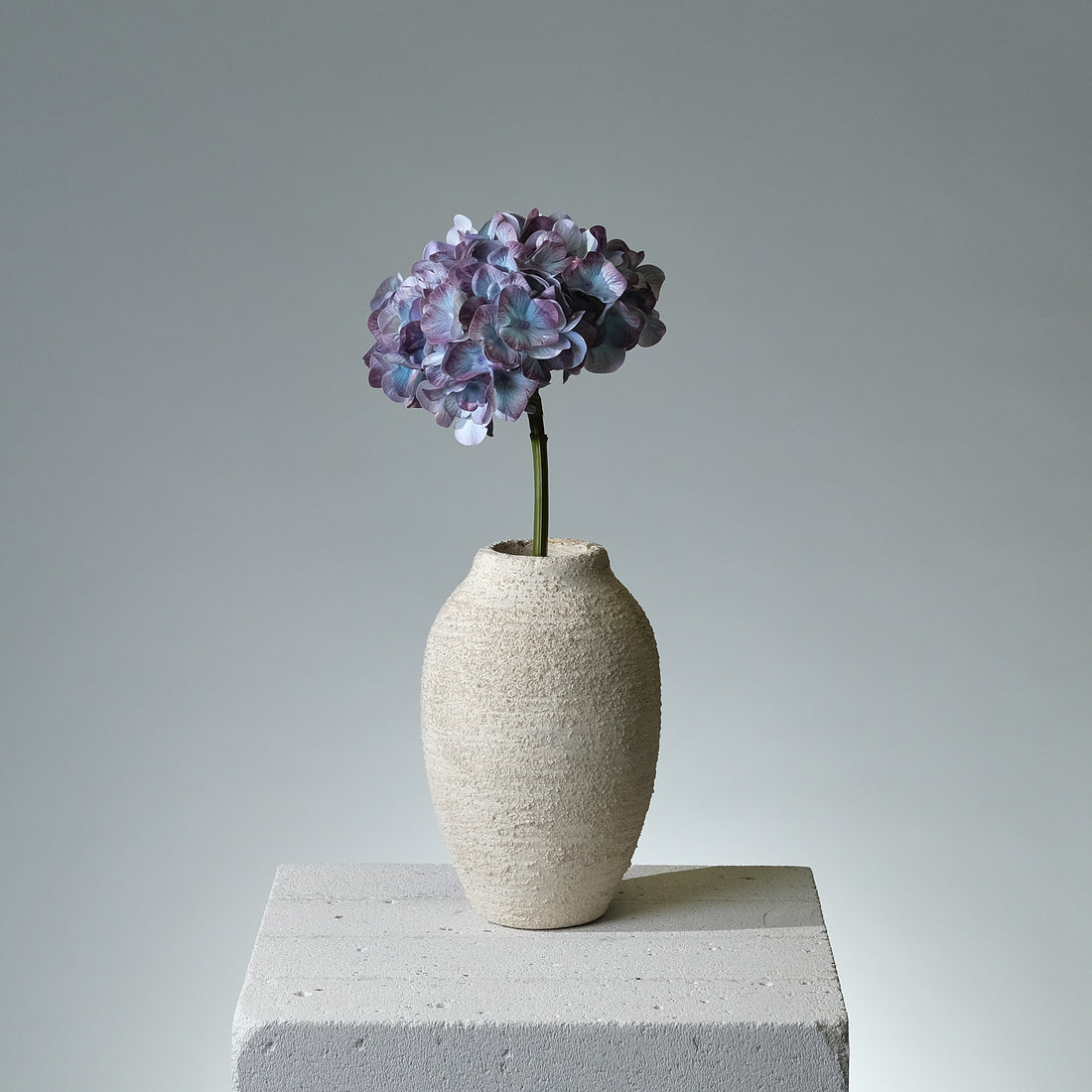 Hortensia Mörkblå - FLORISSMA