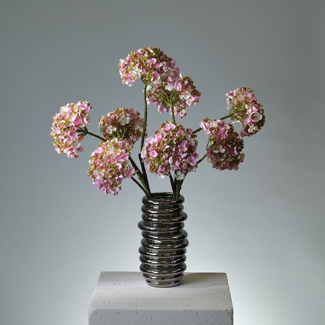 Hortensia Cremé/Rosa - FLORISSMA
