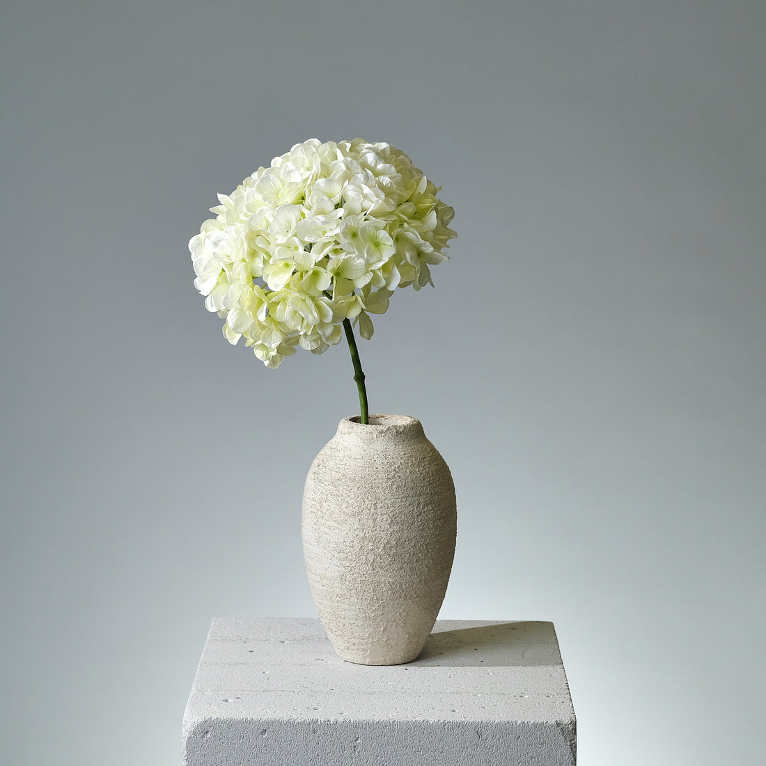 Hortensia Creme Stor - FLORISSMA