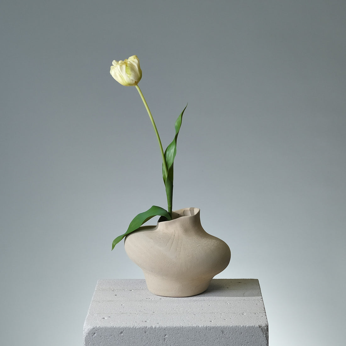 Tulpan Creme/Gul - FLORISSMA