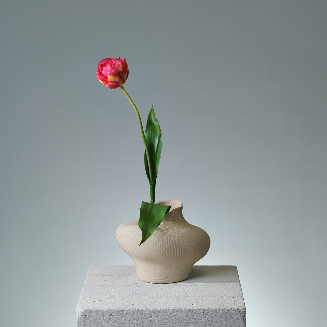 Tulpan Beauty - FLORISSMA