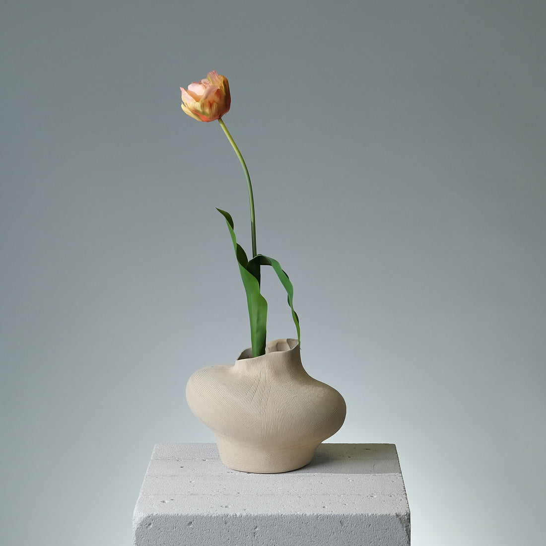 Tulpan Persika/Grön - FLORISSMA