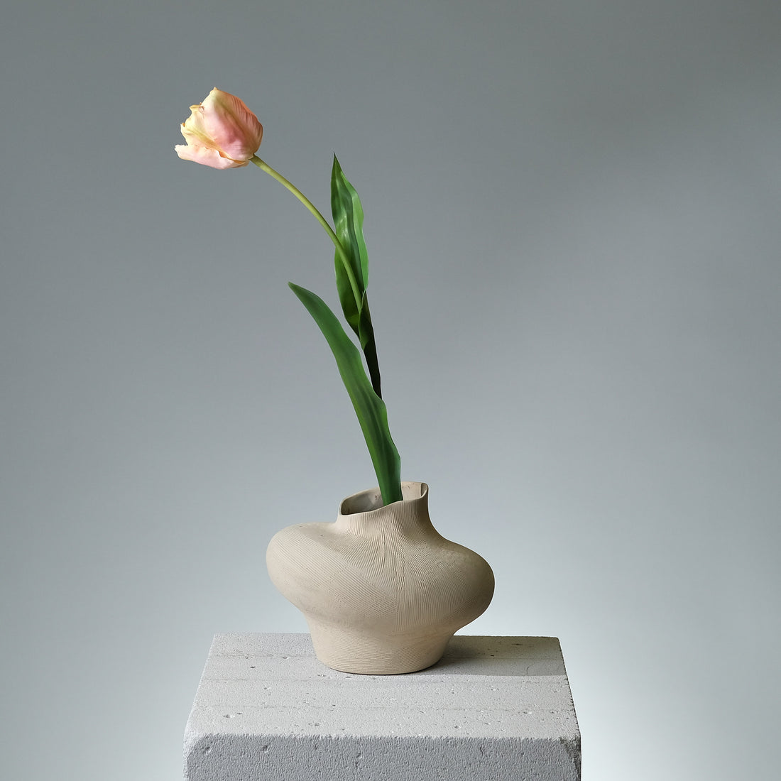 Tulpan Rosa/Creme - FLORISSMA