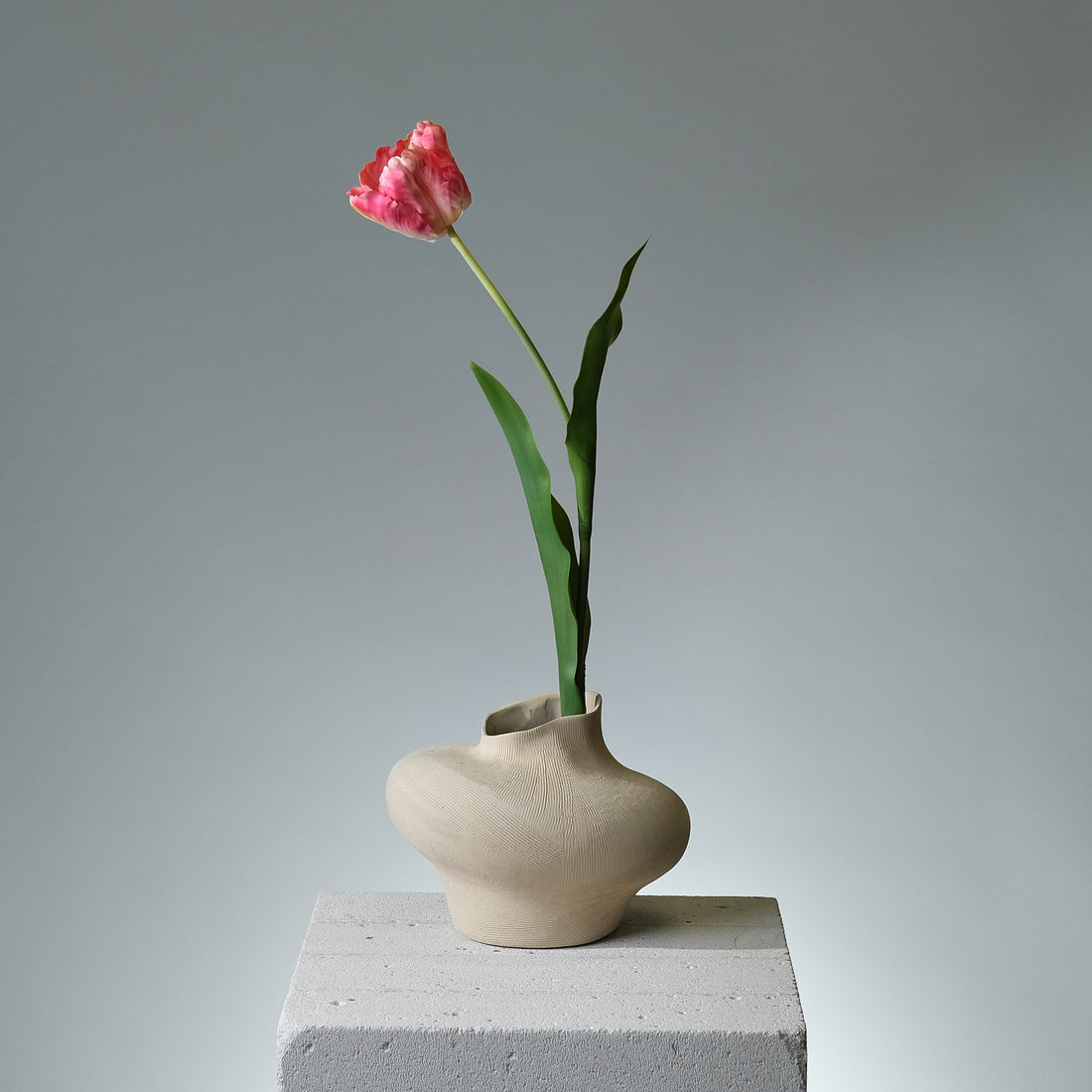 Tulpan Beauty - FLORISSMA