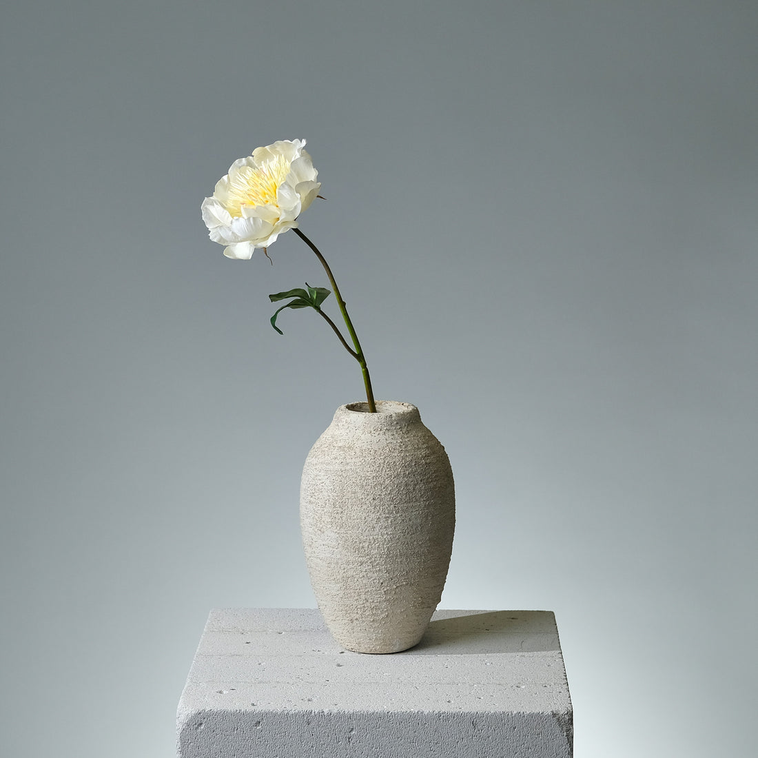 Pion Creme - FLORISSMA